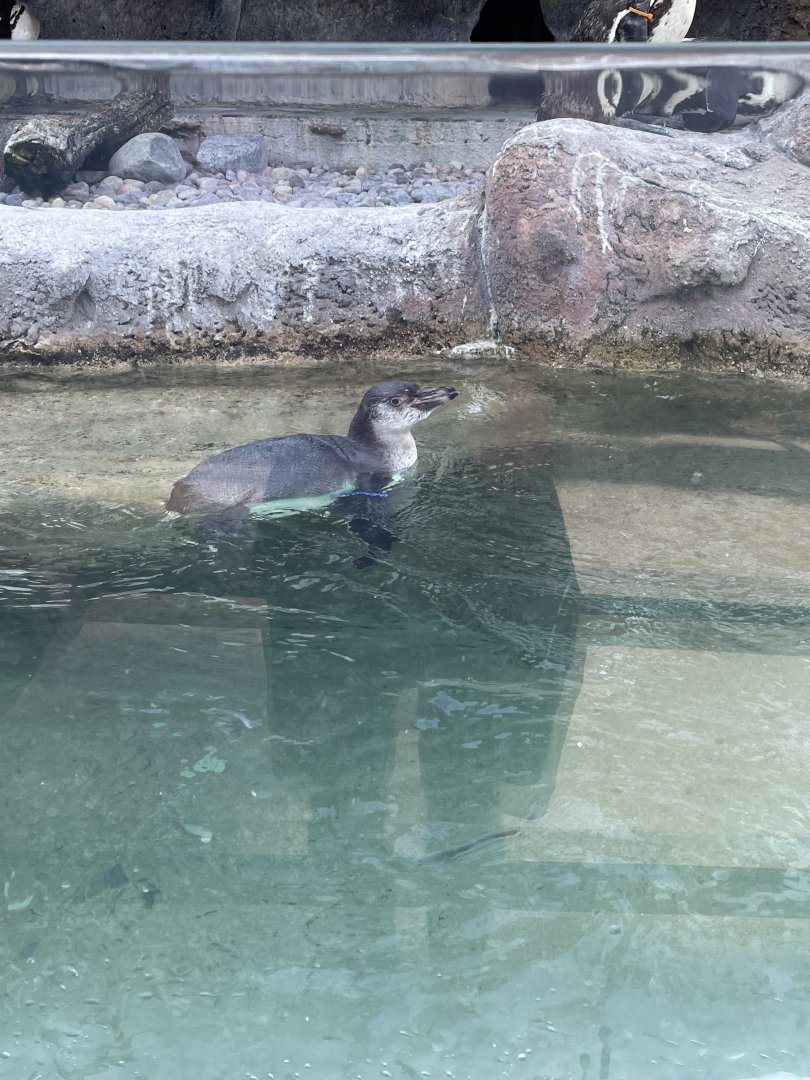 Penguin Chick (6/23/21)