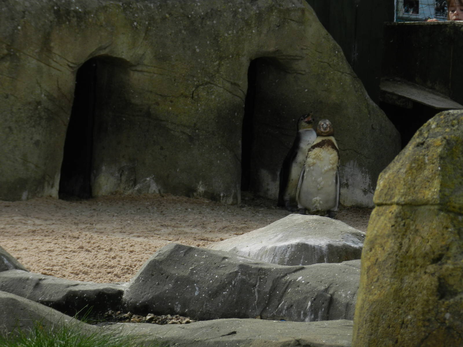 Penguin Chicks at SEA LIFE Scarborough - 26/08/2012