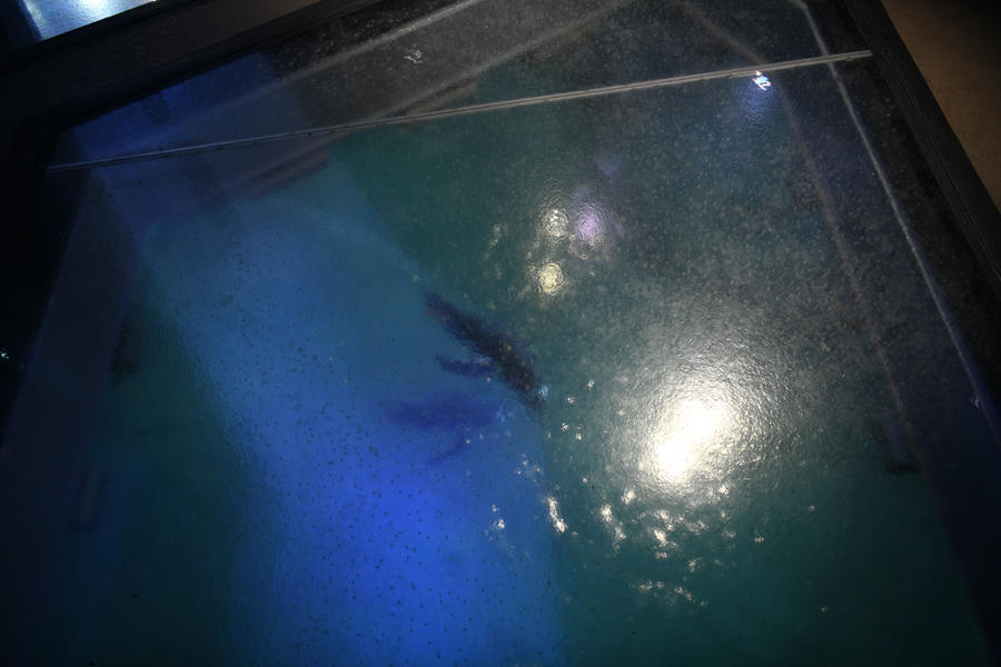 Penguin Chill - acrylic floor panel