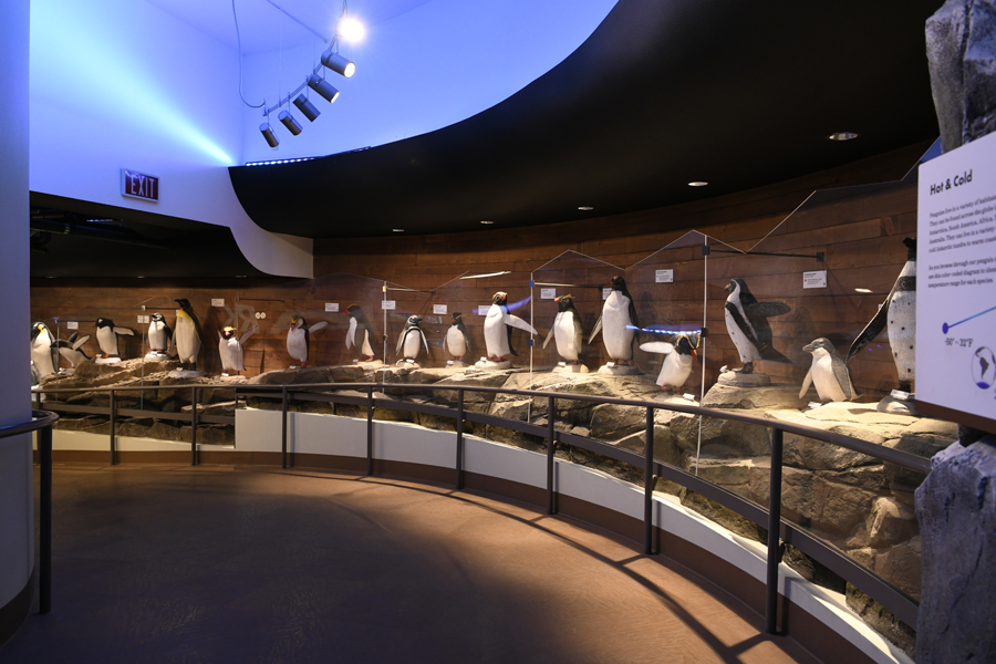 Penguin Chill - life size penguin diorama