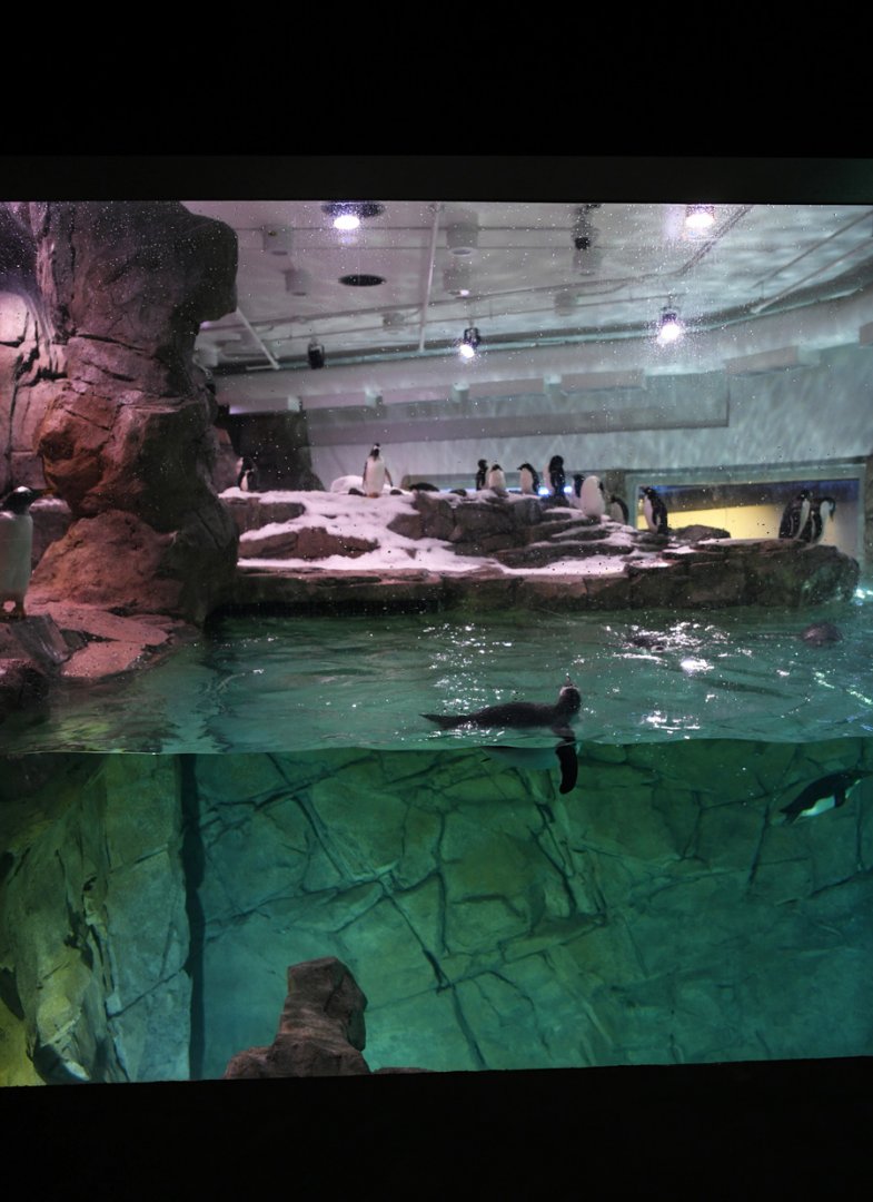 Penguin Chill - main exhibit