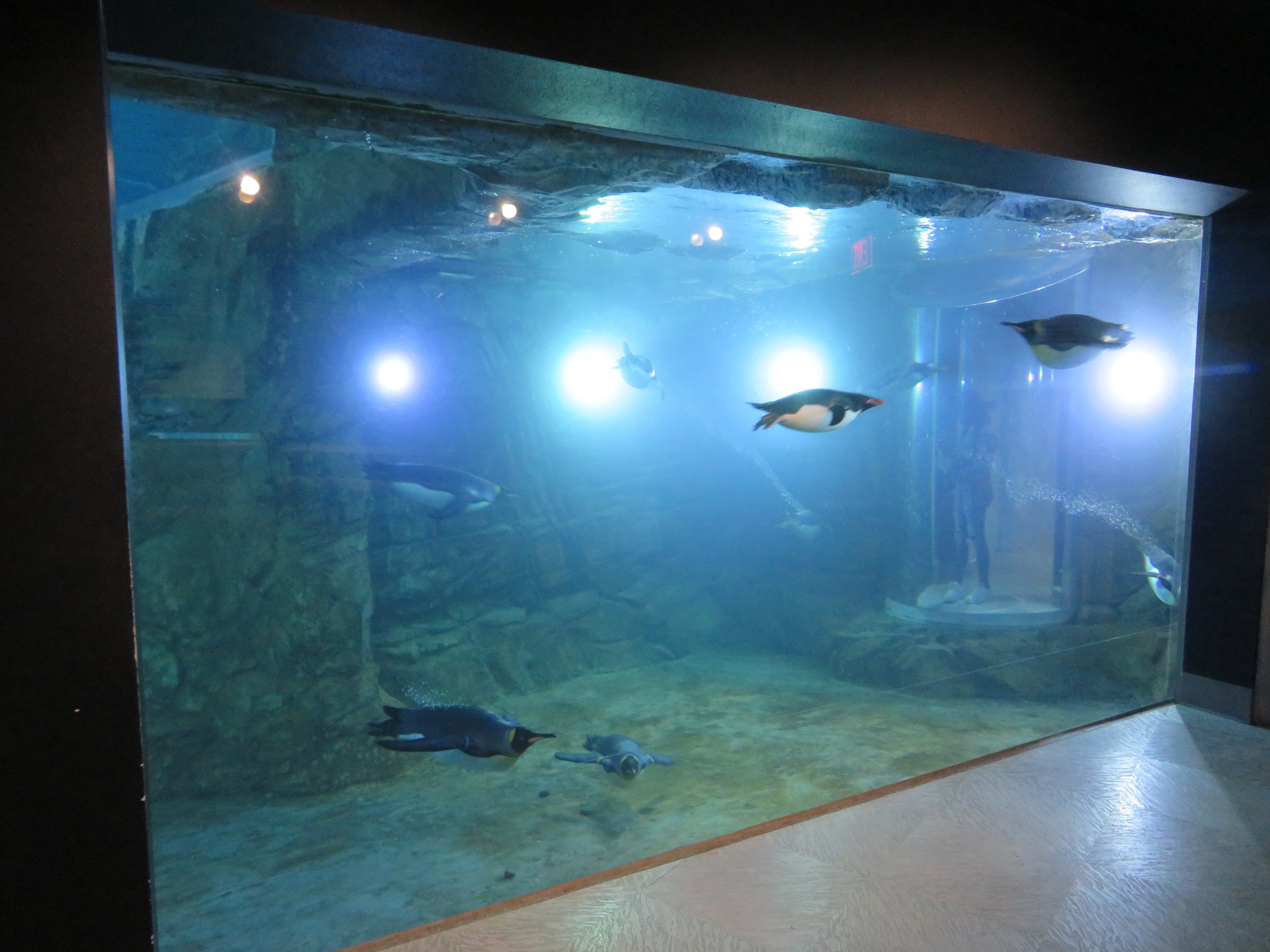 Penguin Chill - Underwater Viewing