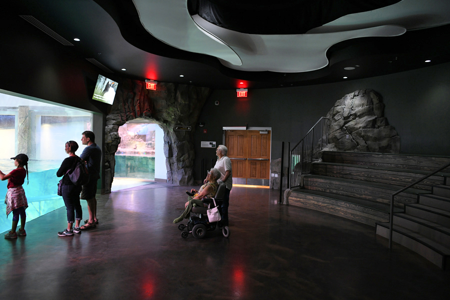 Penguin Chill - upper viewing area