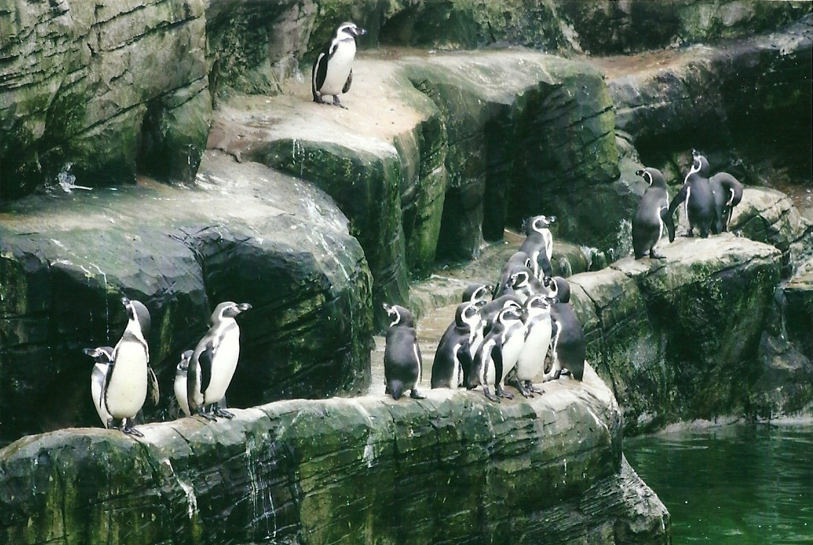 Penguin cliffs 1st November 2012