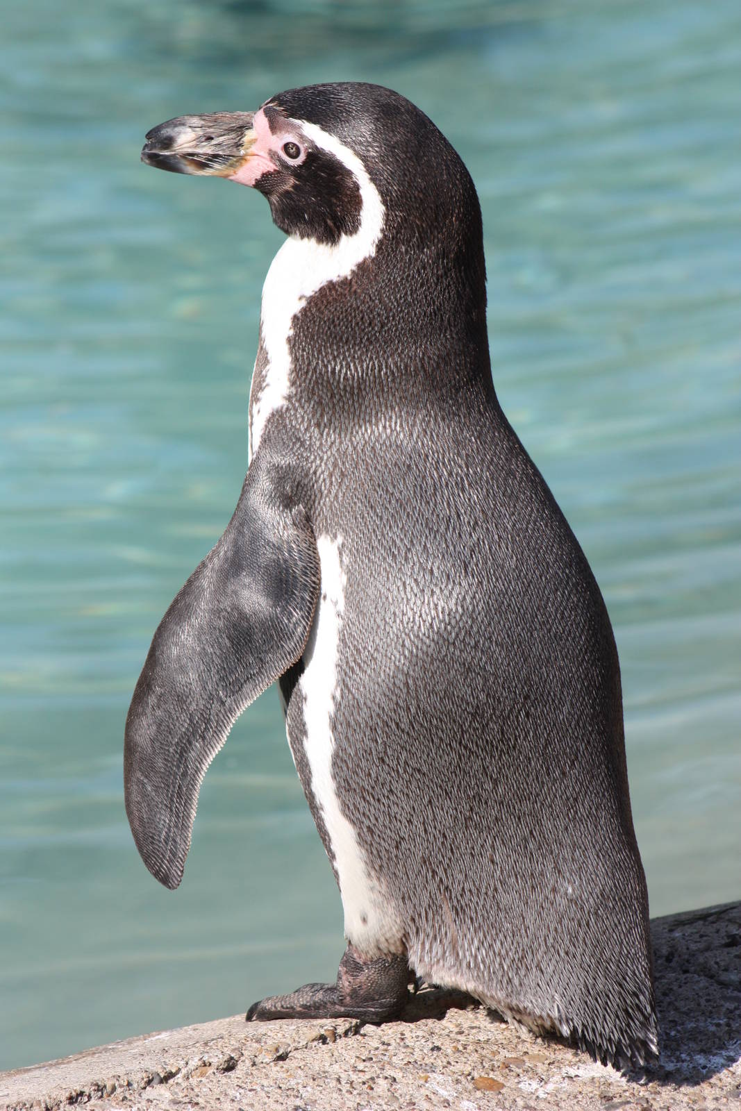 Penguin close-up, 1st June 2014