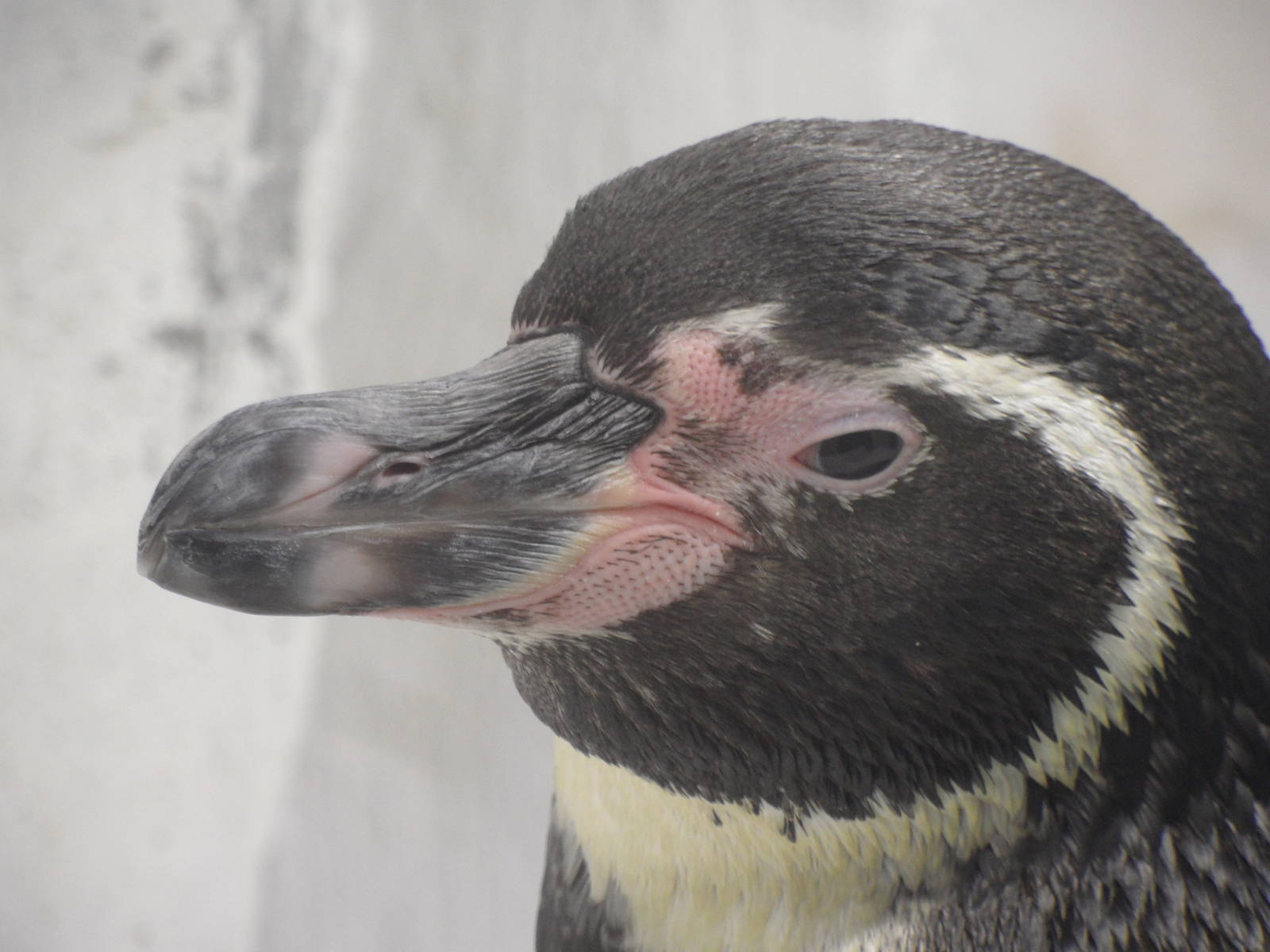 Penguin closeup