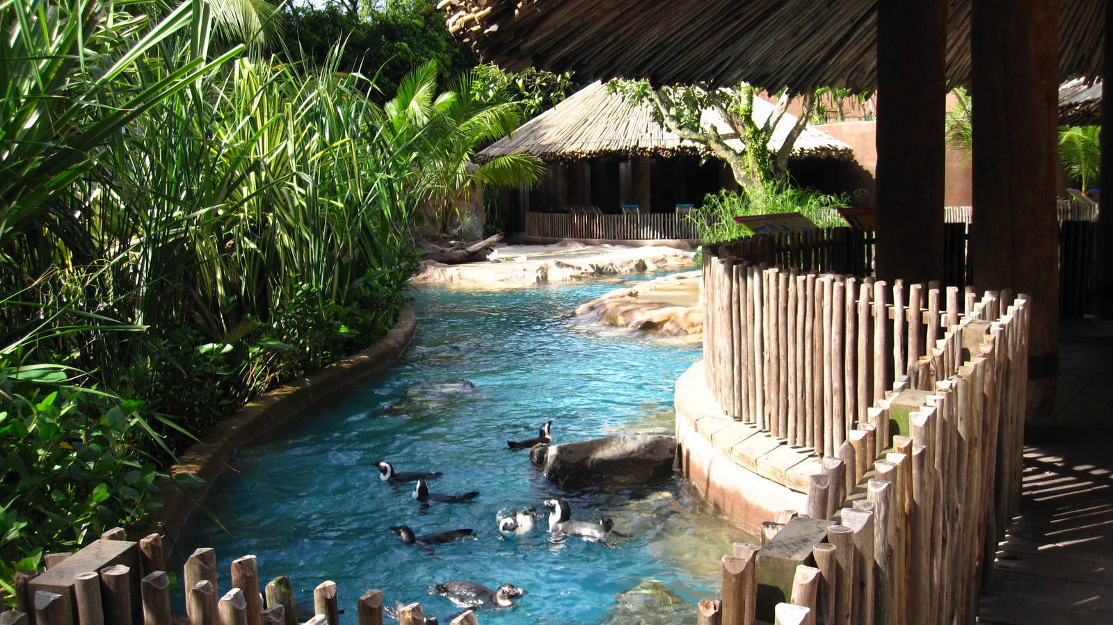 Penguin Coast - African Penguin exhibit