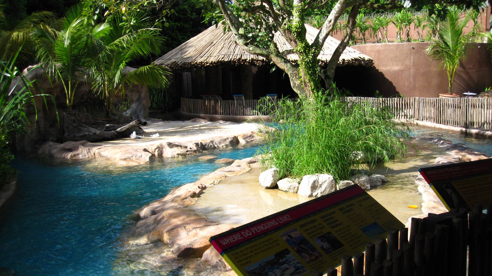 Penguin Coast - African Penguin exhibit