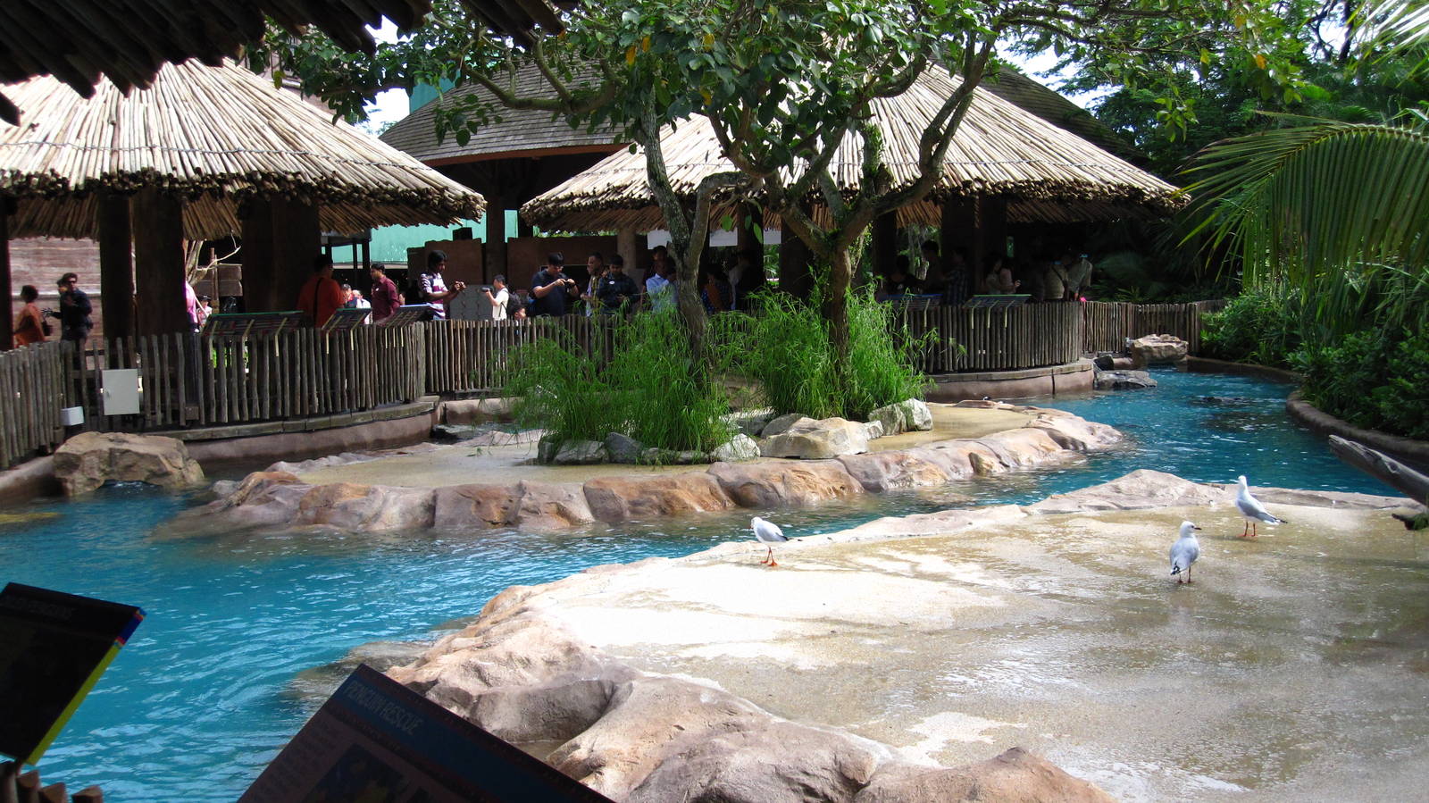 Penguin Coast - African Penguin exhibit