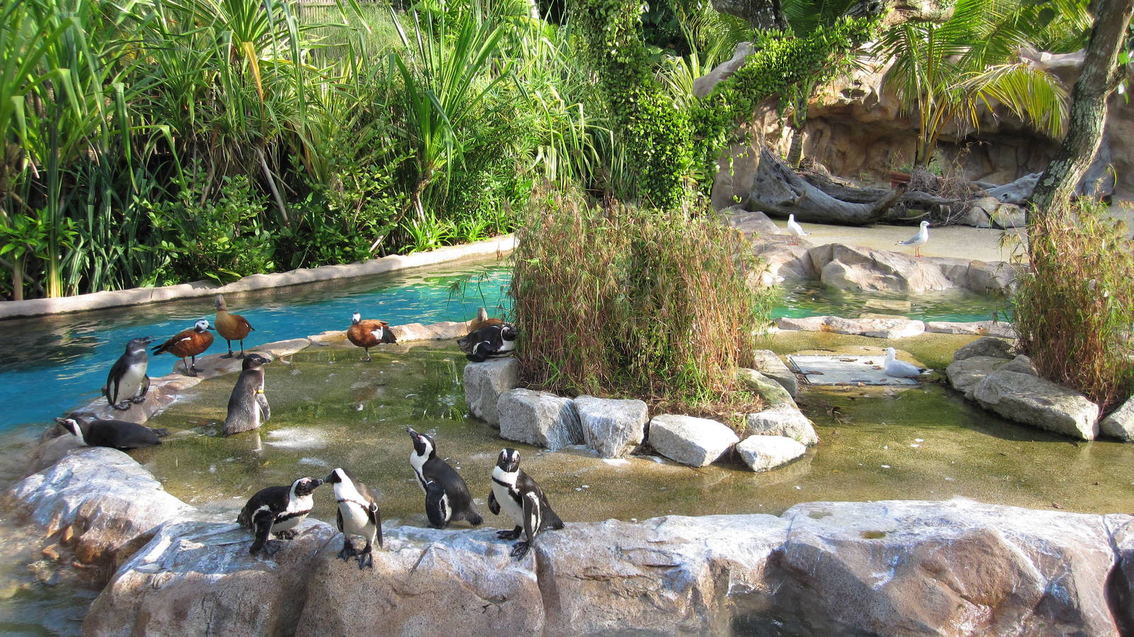 Penguin Coast - African Penguin exhibit