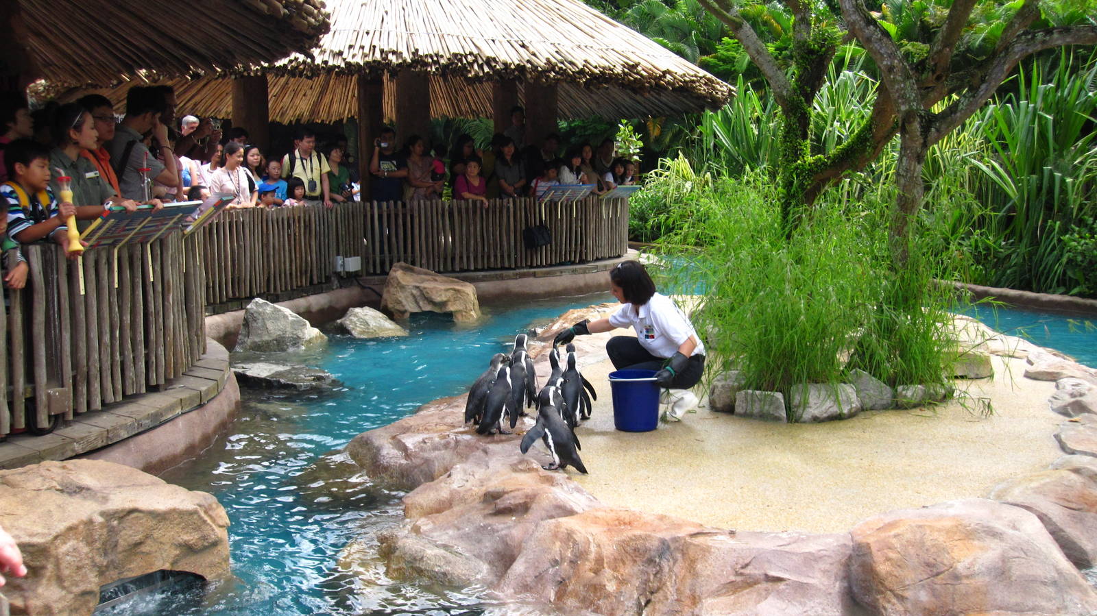 Penguin Coast - African Penguin feeding