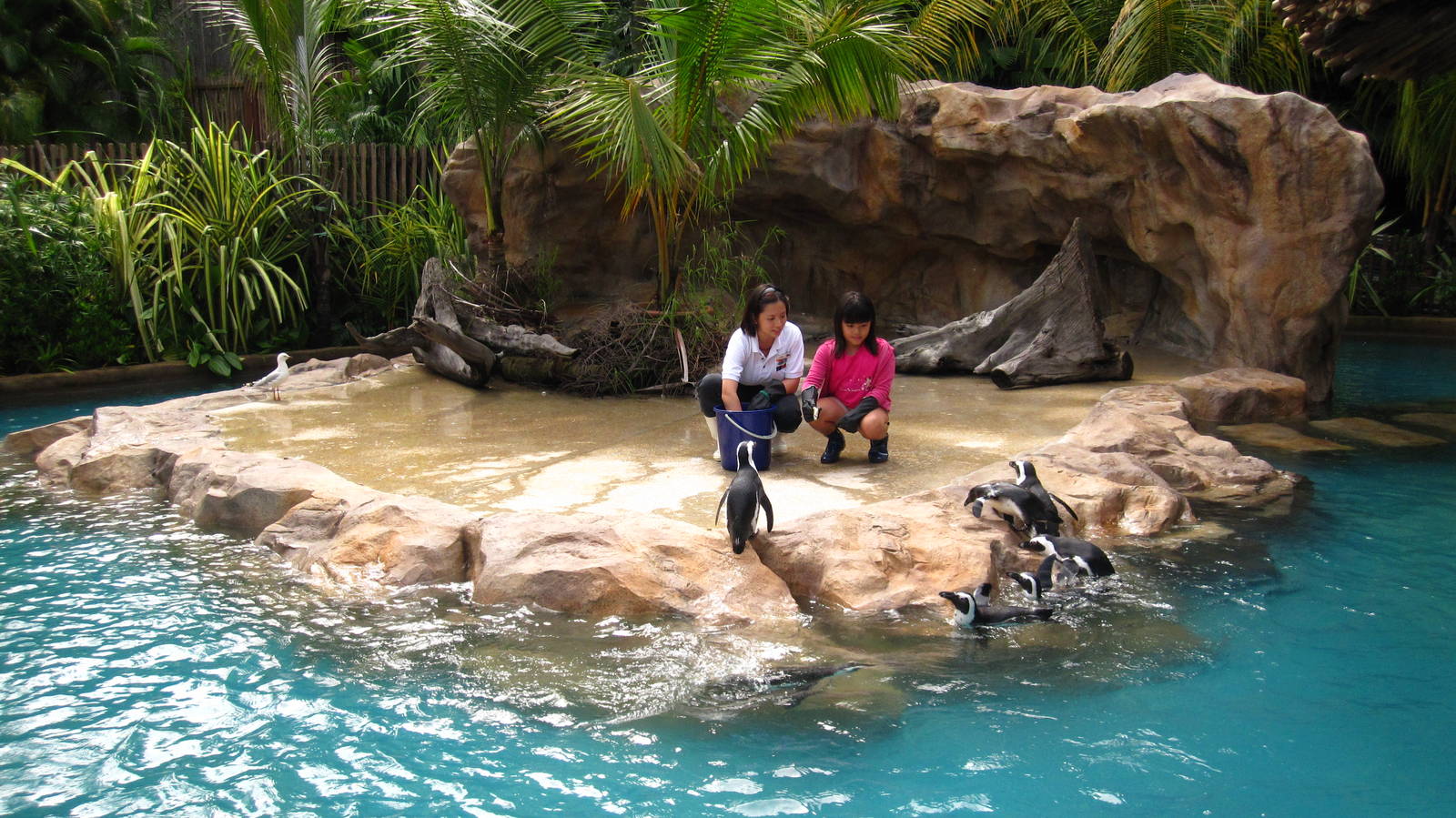 Penguin Coast - African Penguin feeding