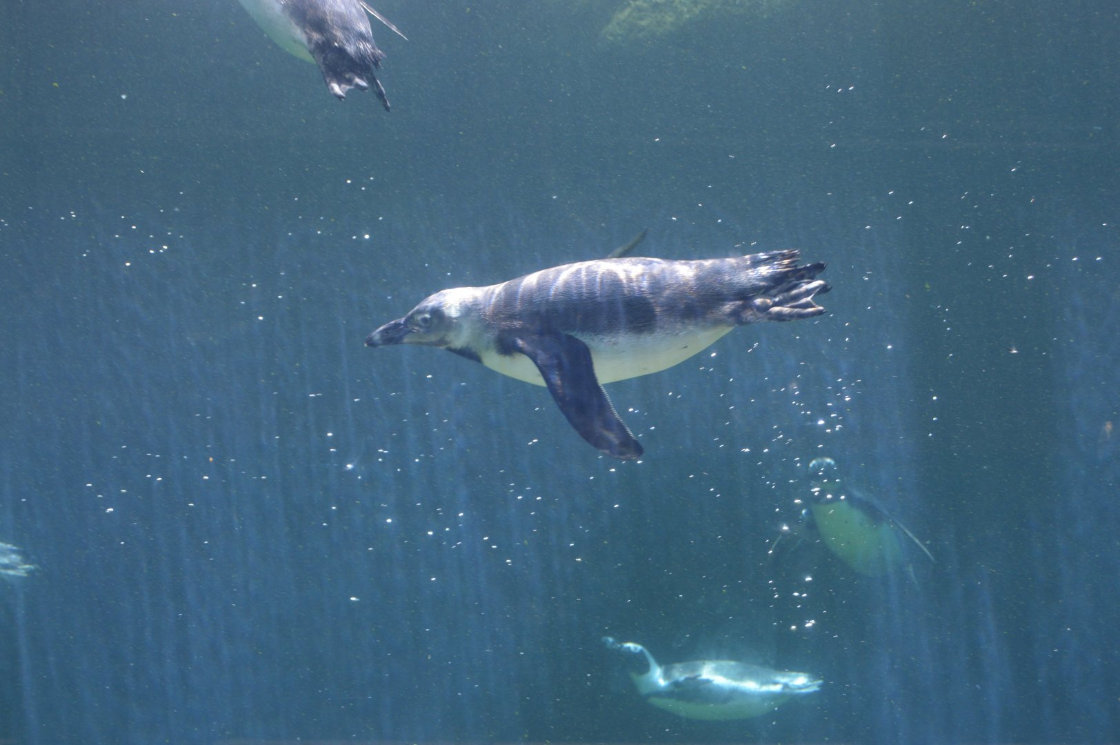 Penguin Coast - African Penguin (Spheniscus demersus)