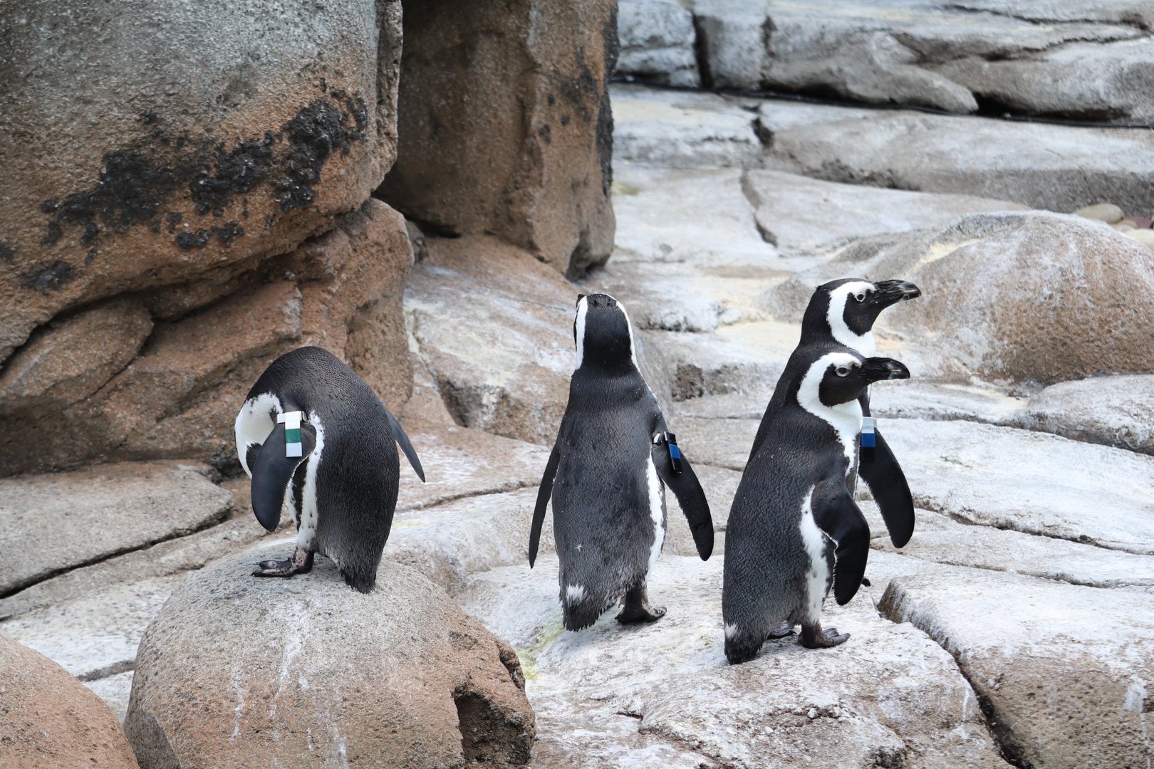 Penguin Coast - African Penguins
