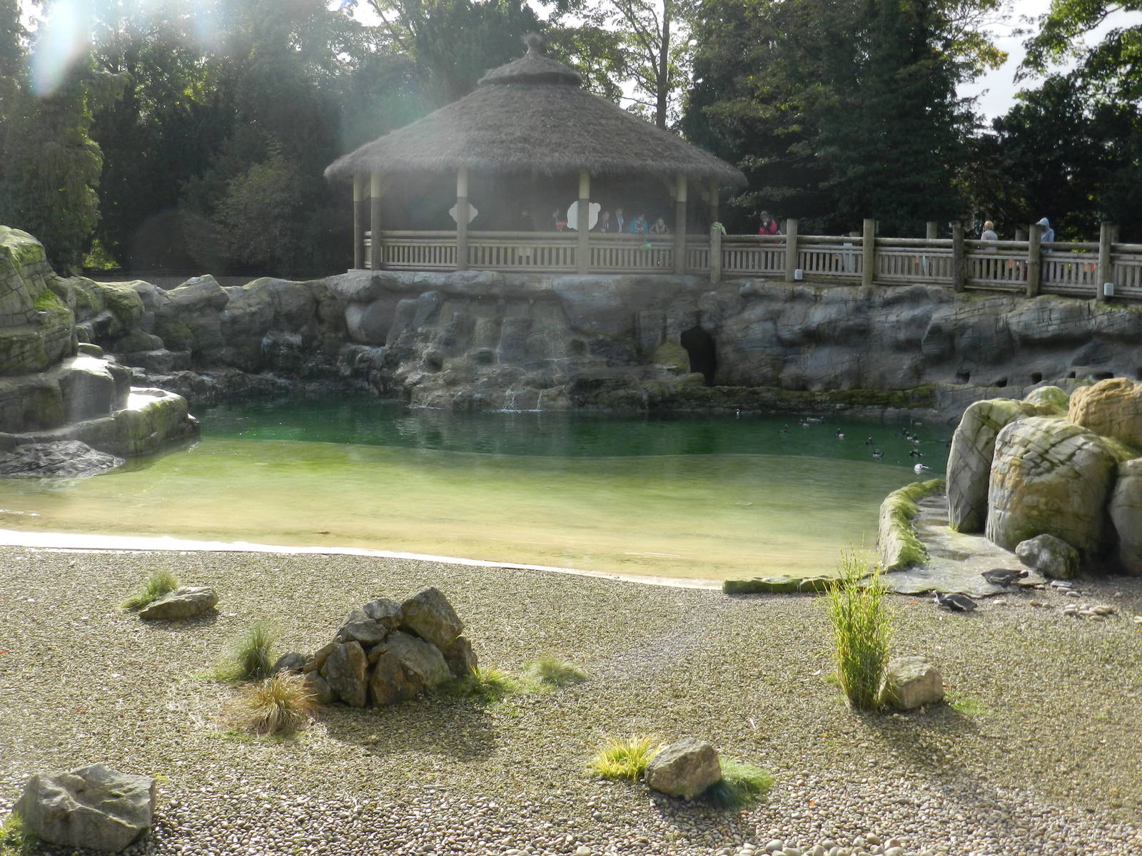 Penguin Coast at Flamingo Land - 14/10/2012