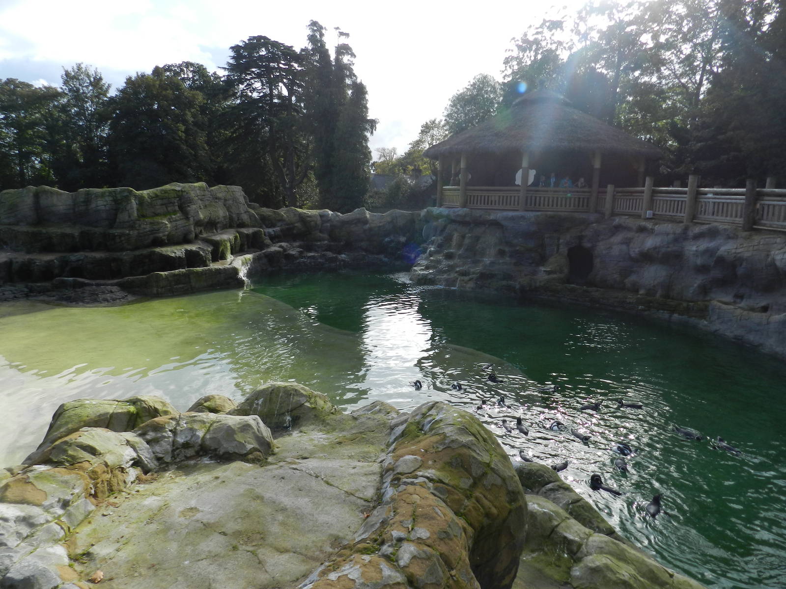 Penguin Coast at Flamingo Land - 14/10/2012