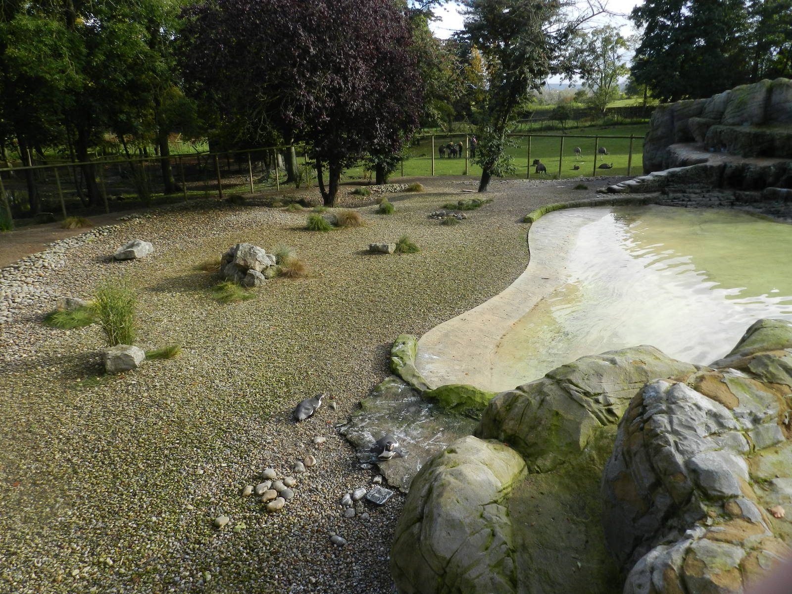 Penguin Coast at Flamingo Land - 14/10/2012