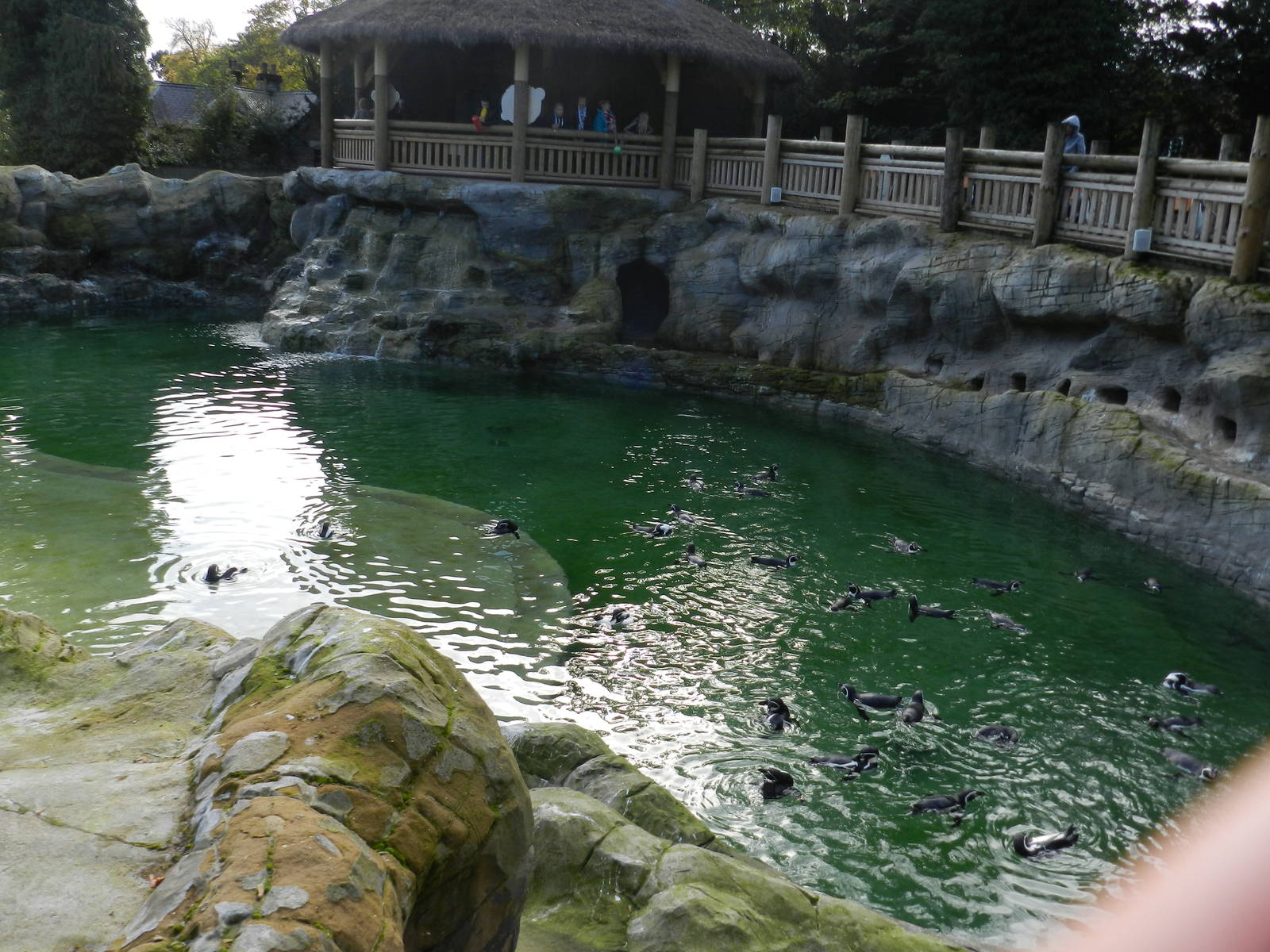 Penguin Coast at Flamingo Land - 14/10/2012
