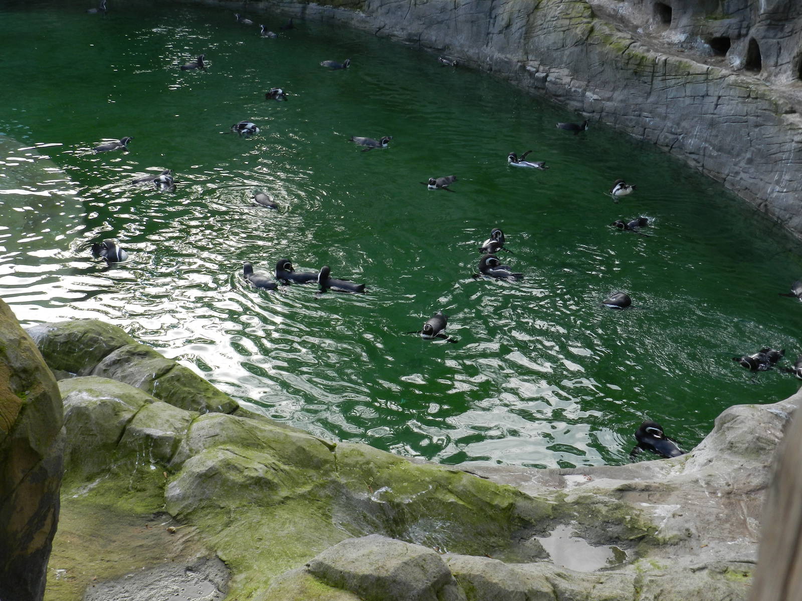 Penguin Coast at Flamingo Land - 14/10/2012