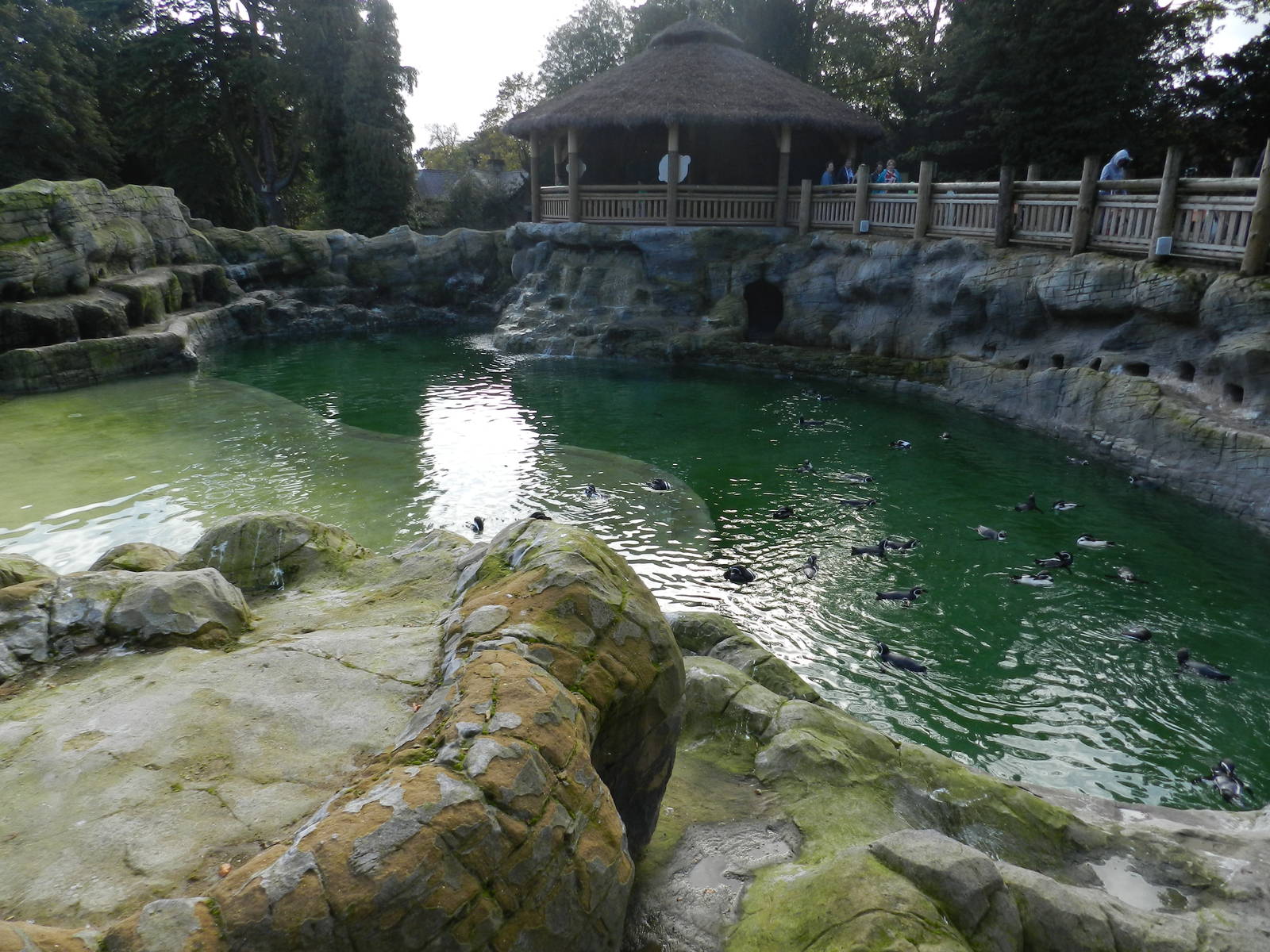 Penguin Coast at Flamingo Land - 14/10/2012