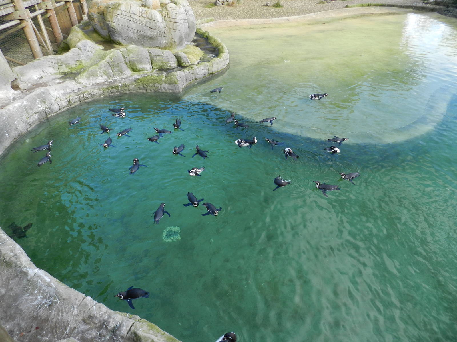 Penguin Coast at Flamingo Land - 14/10/2012