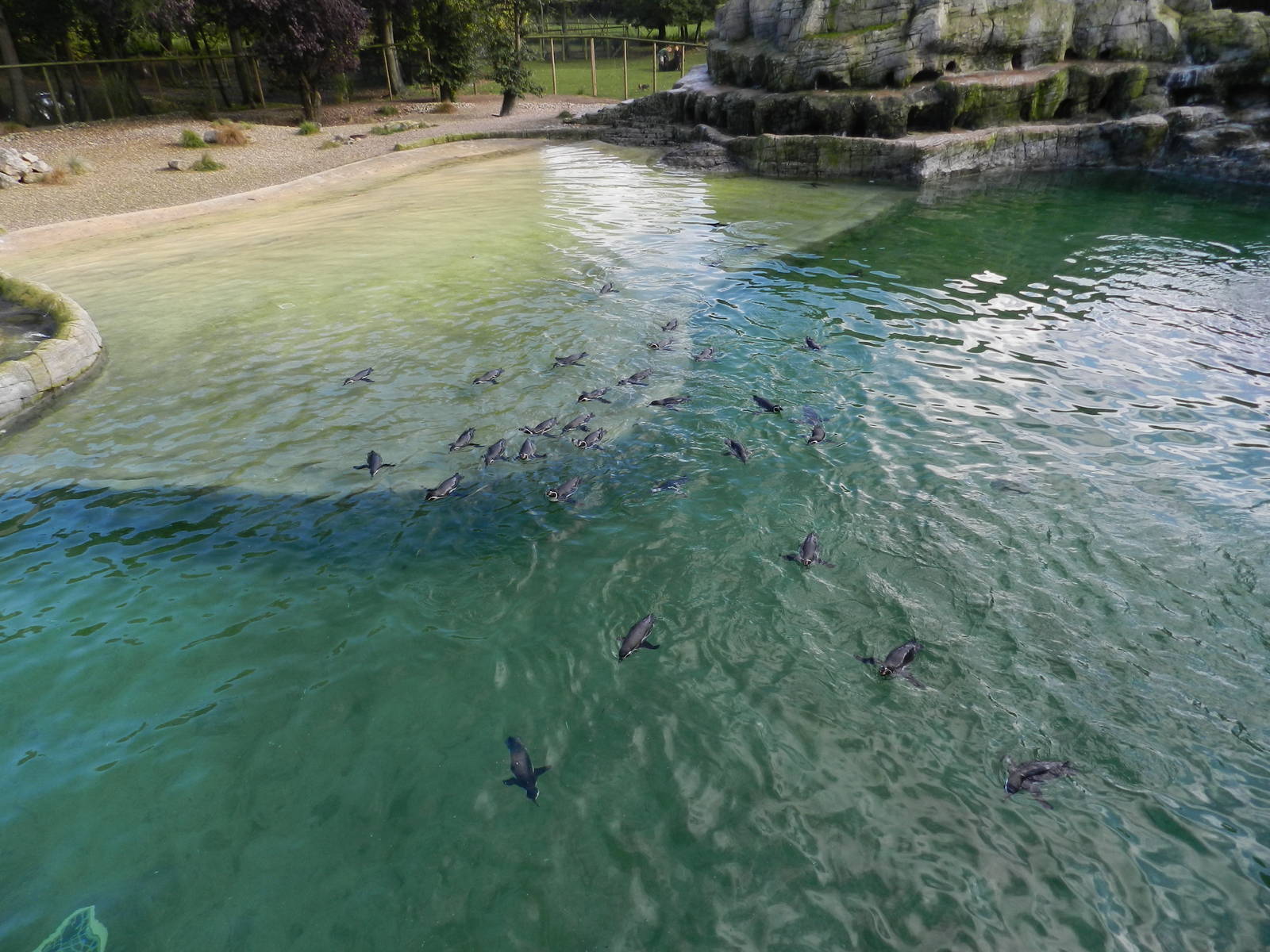 Penguin Coast at Flamingo Land - 14/10/2012