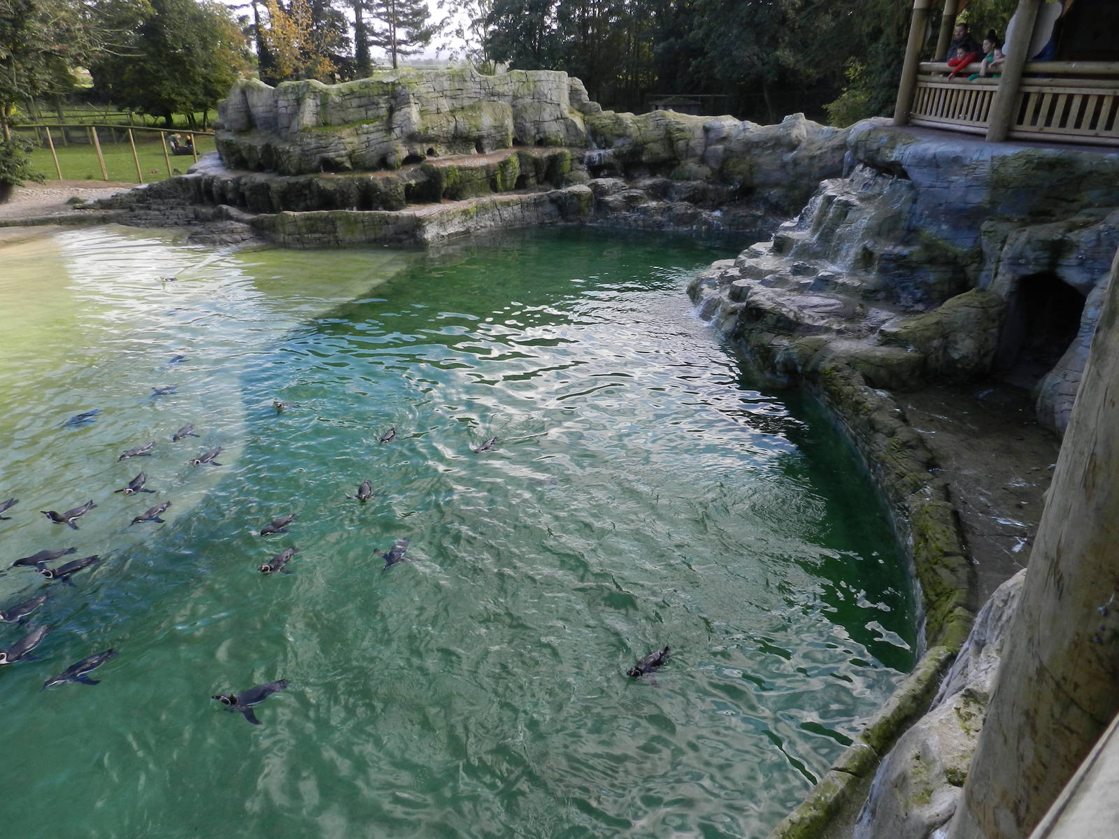 Penguin Coast at Flamingo Land - 14/10/2012