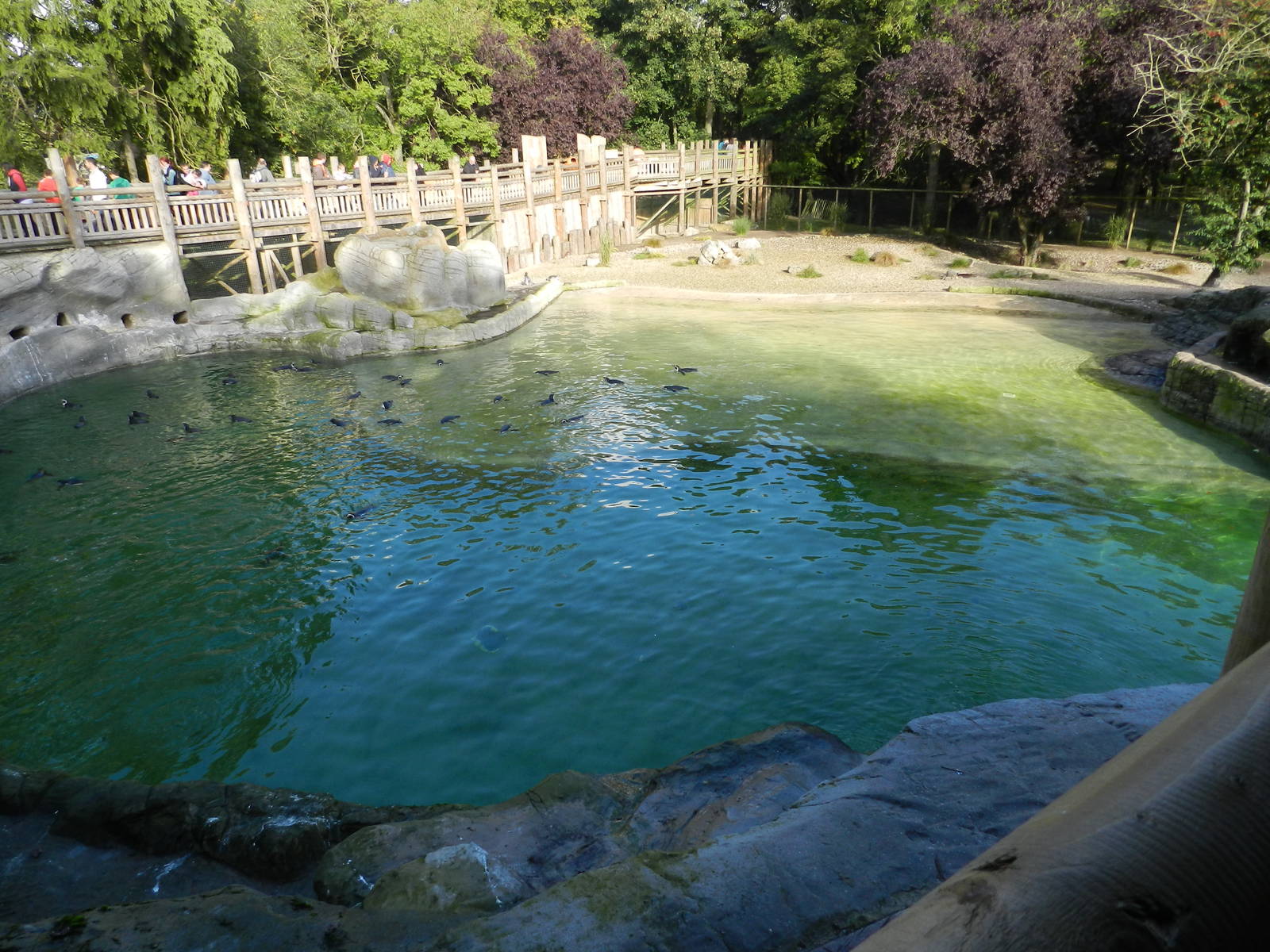 Penguin Coast at Flamingo Land - 14/10/2012