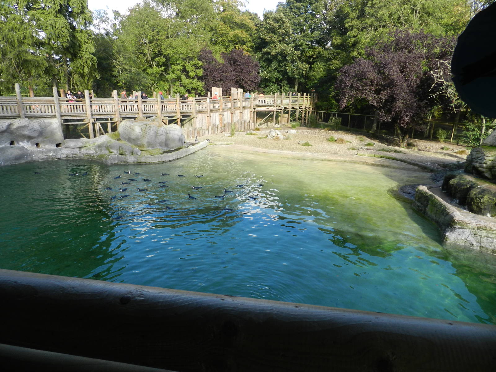 Penguin Coast at Flamingo Land - 14/10/2012