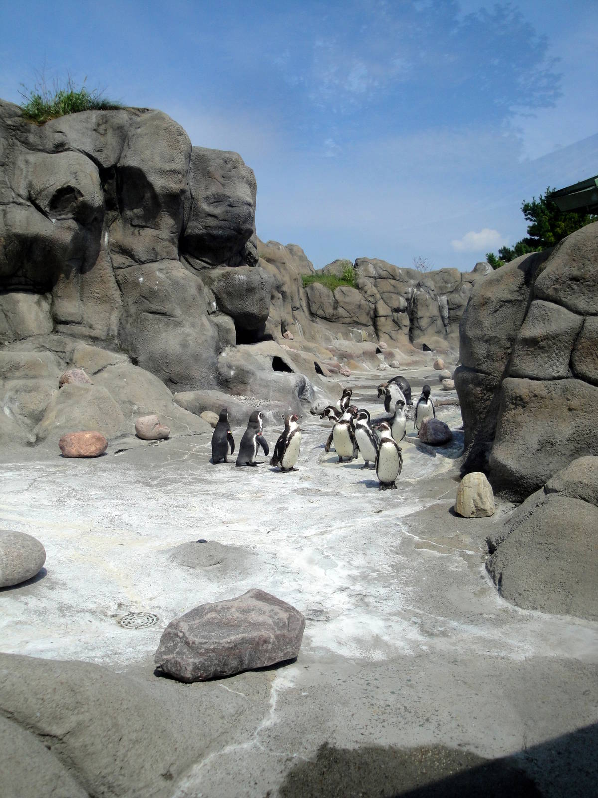 Penguin Coast Exhibit