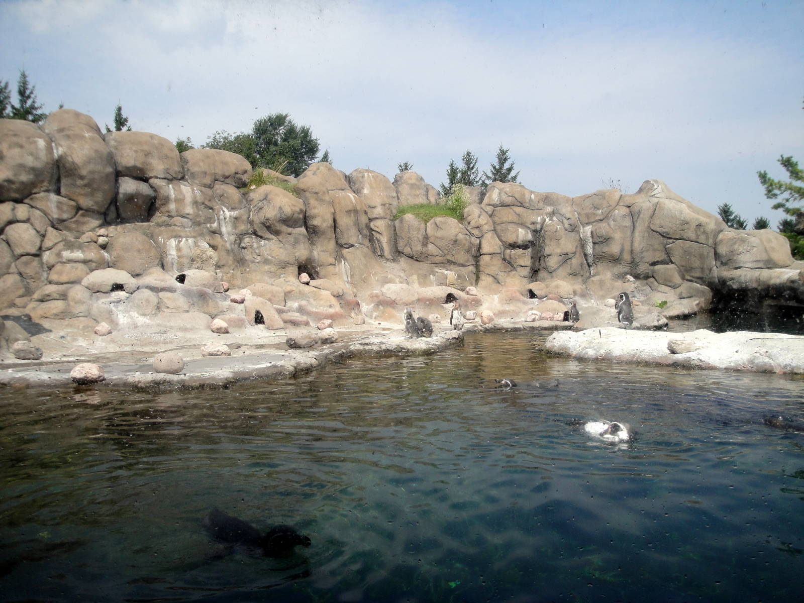 Penguin Coast Exhibit