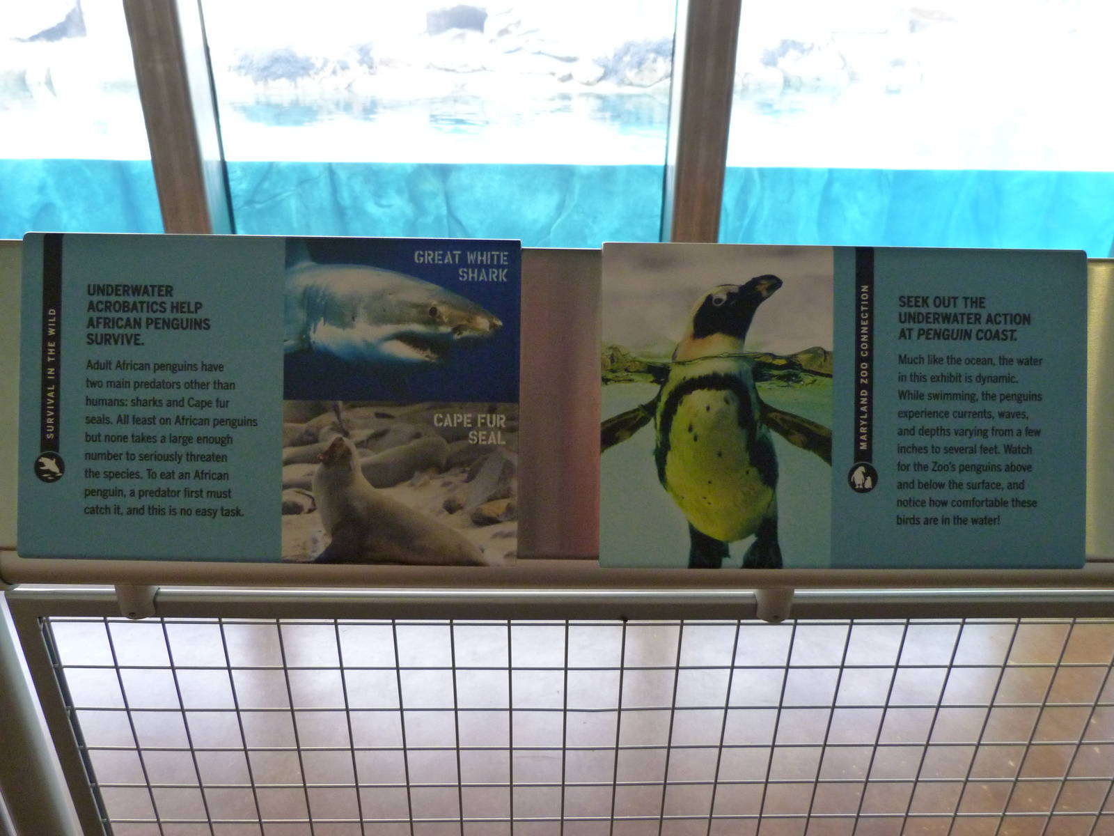 Penguin Coast Graphic