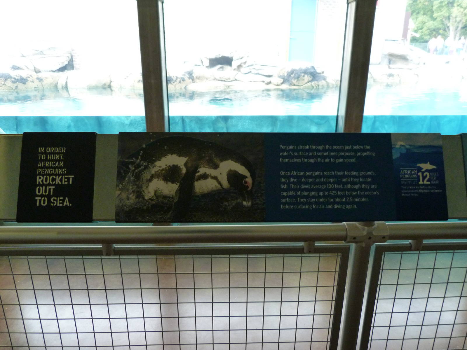 Penguin Coast Graphic