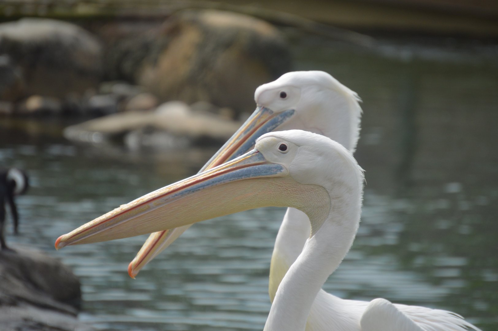 Penguin Coast - Great White Pelican (Pelecanus onocrotalus)