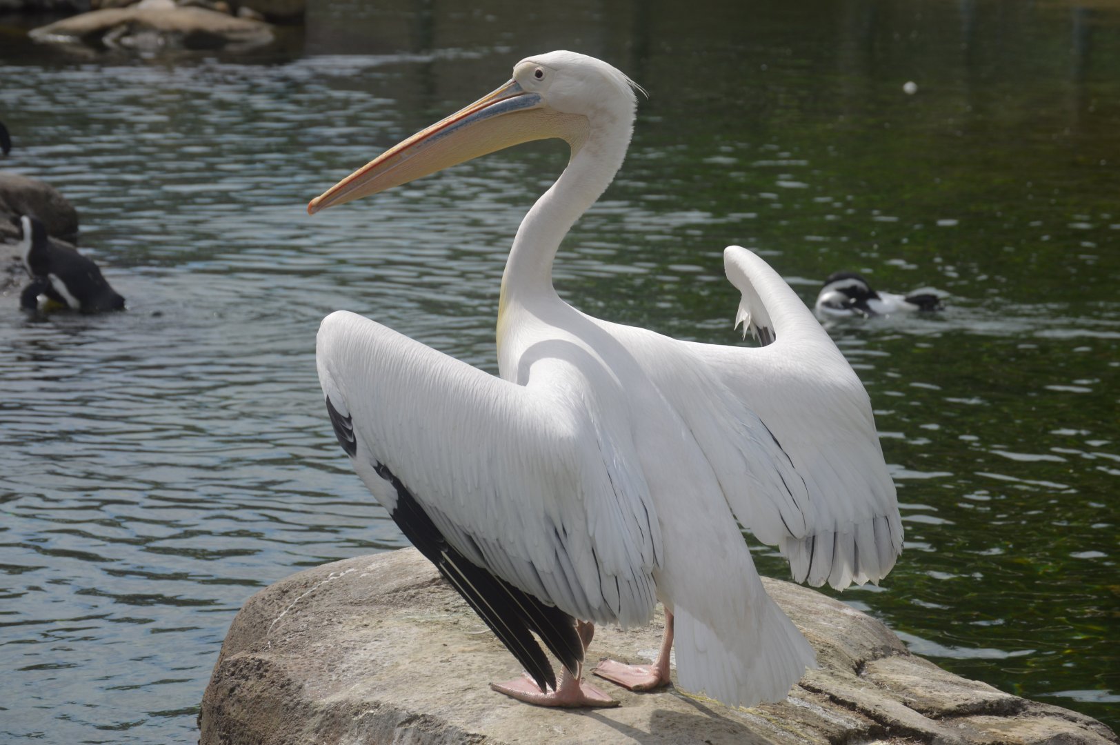 Penguin Coast - Great White Pelican (Pelecanus onocrotalus)