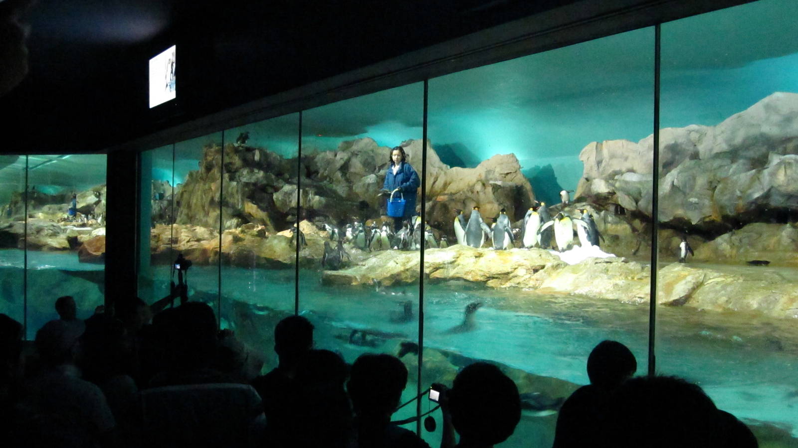 Penguin Coast - Indoor Penguin exhibit feeding