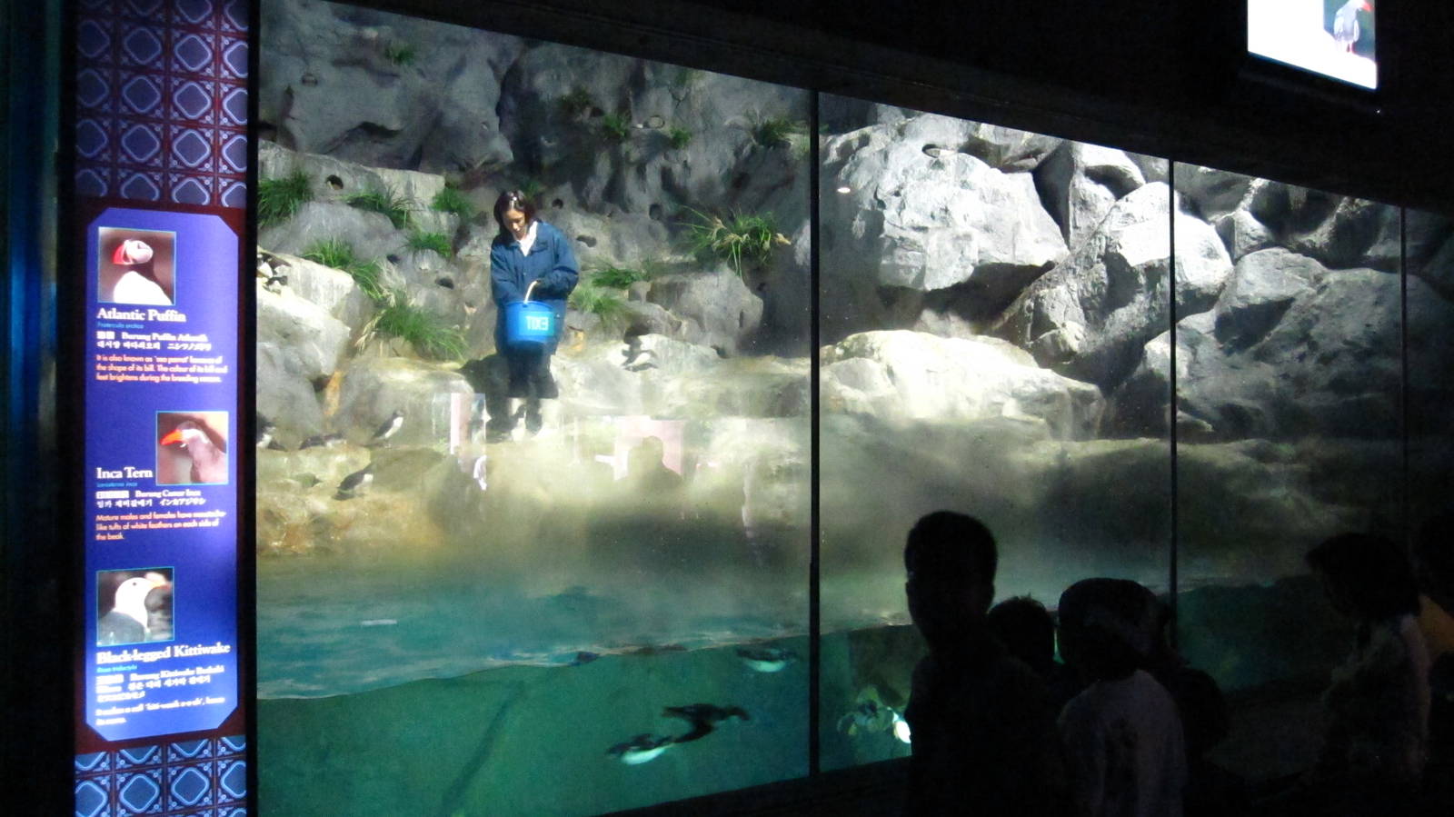 Penguin Coast - Indoor Penguin exhibit feeding