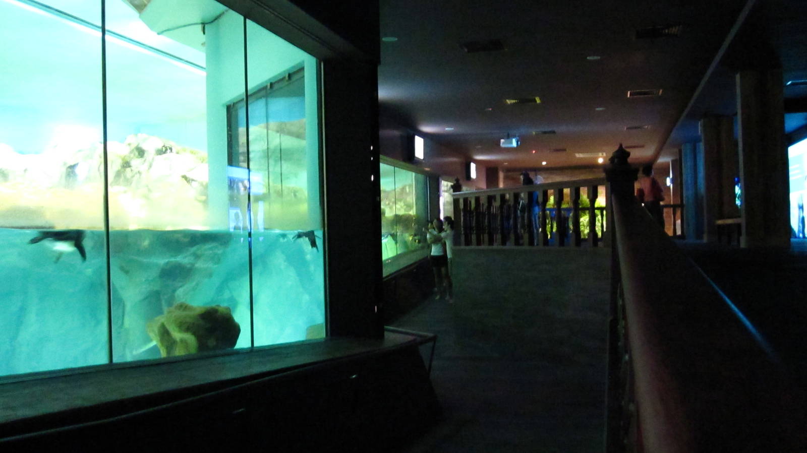 Penguin Coast - Indoor Penguin exhibit