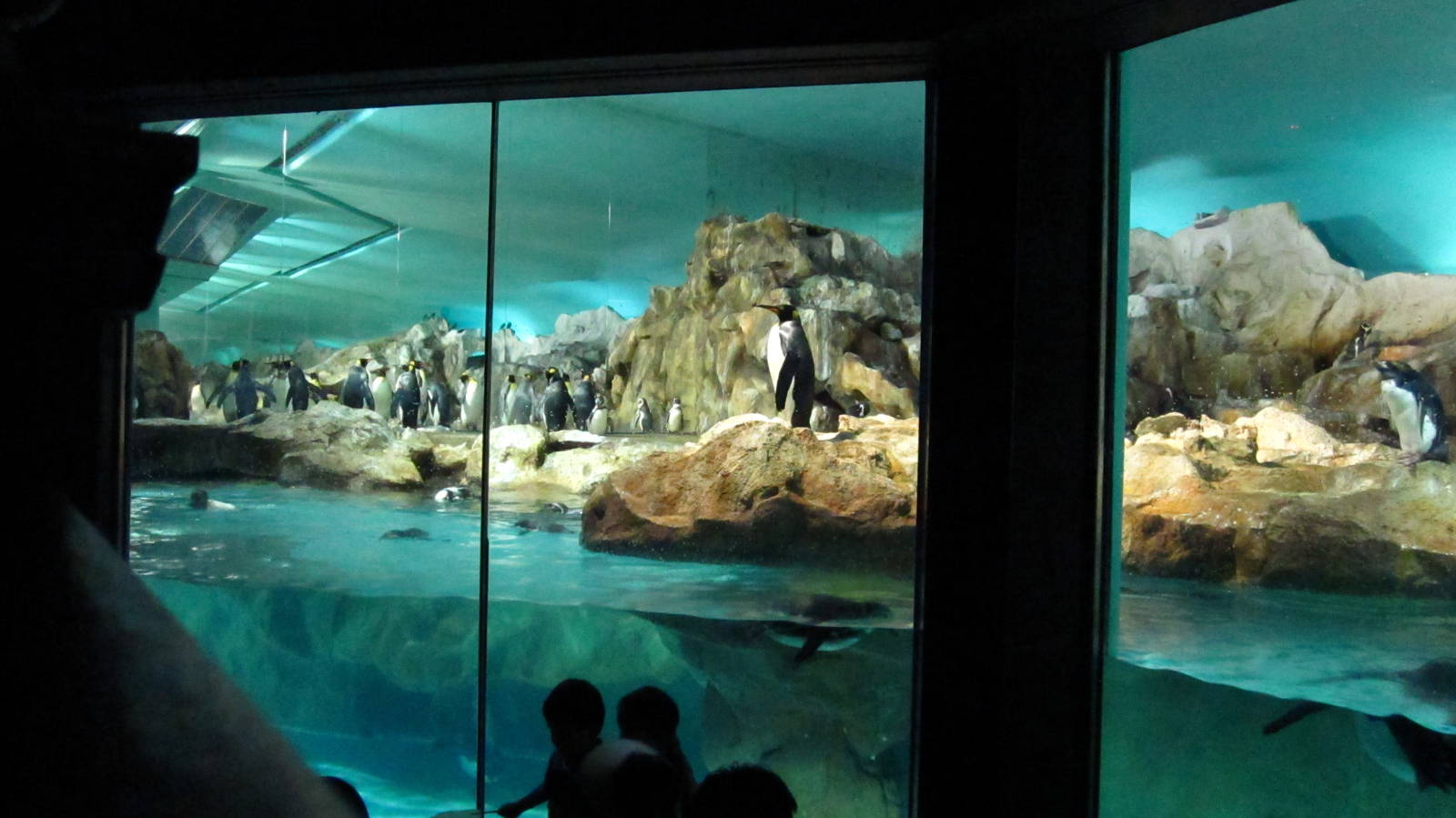 Penguin Coast - Indoor Penguin exhibit