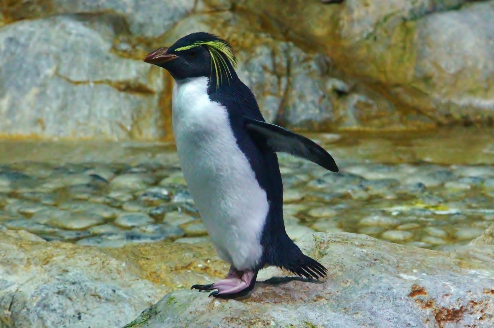 Penguin Coast - Northern Rockhopper Penguin (Eudyptes moseleyi)