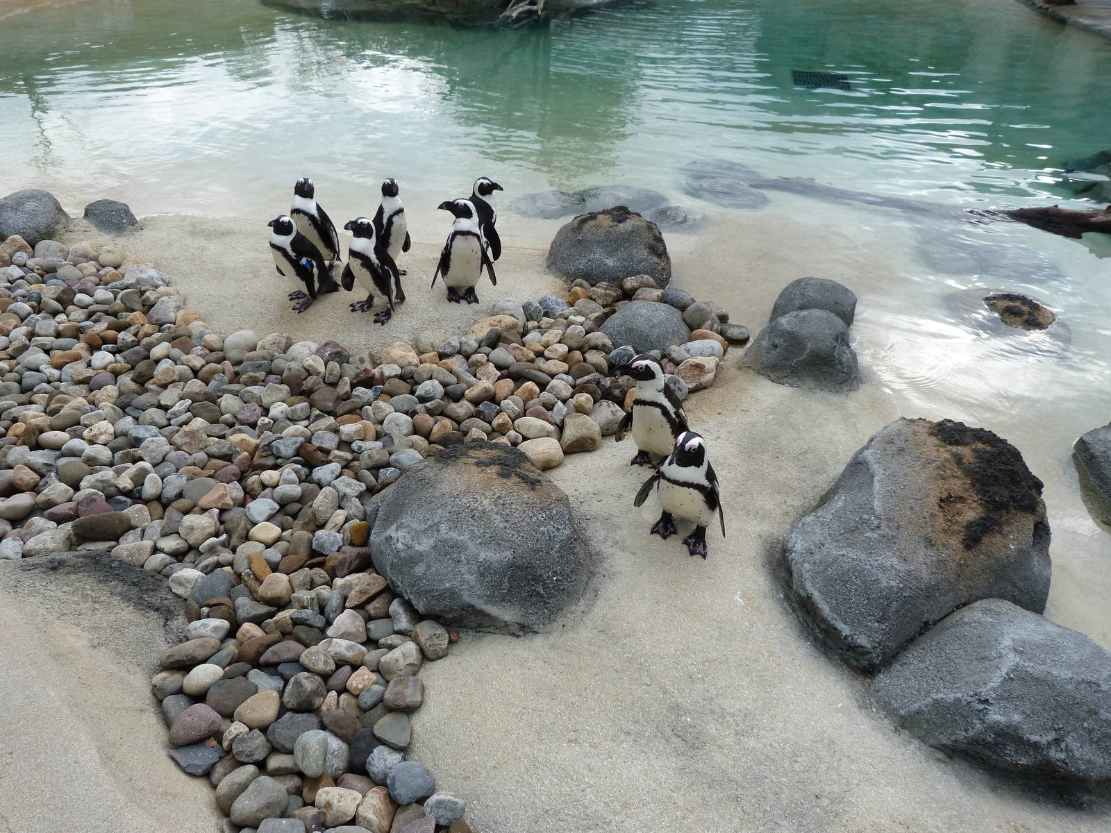 Penguin Coast - October 2014