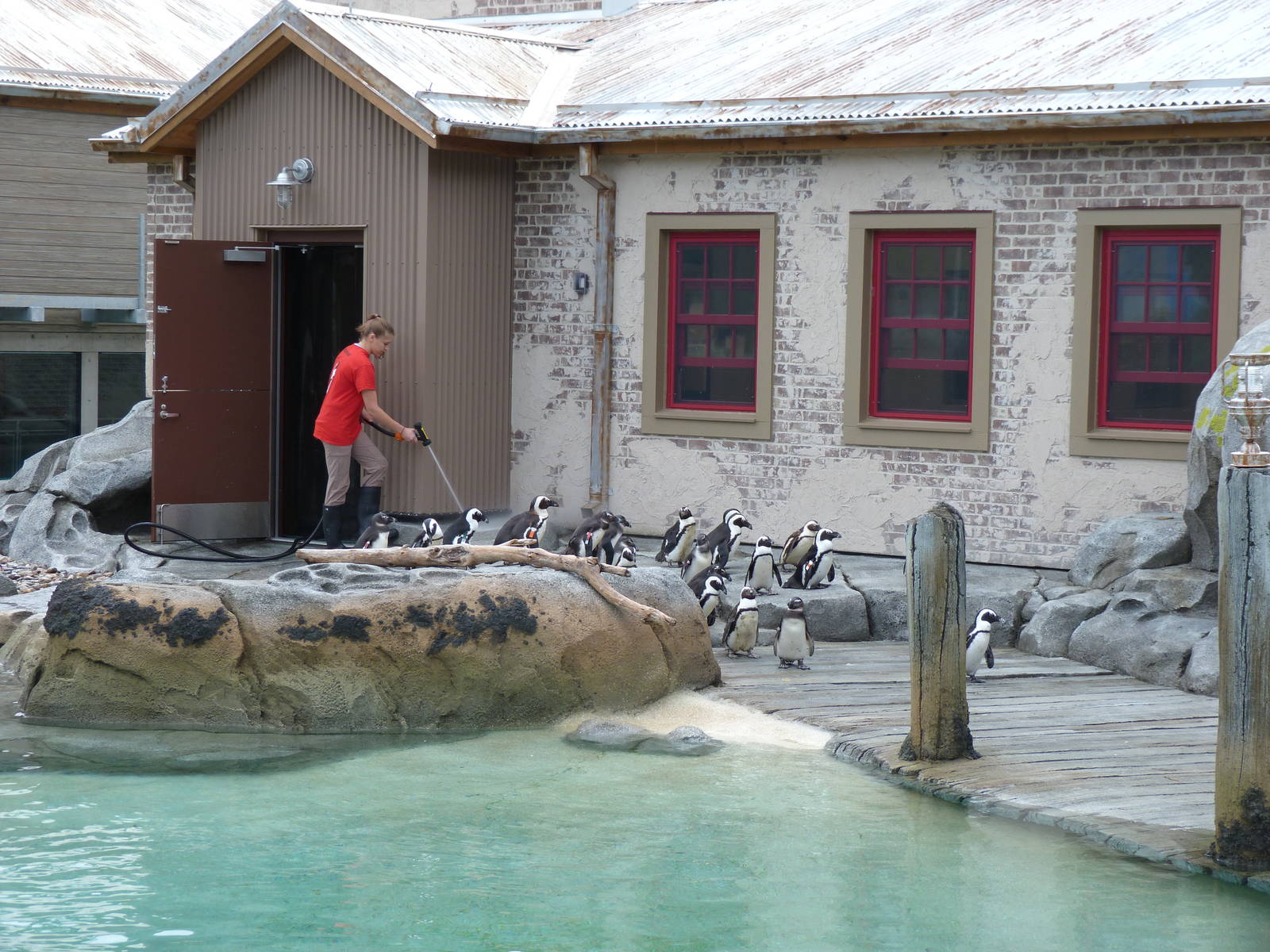 Penguin Coast - October 2014