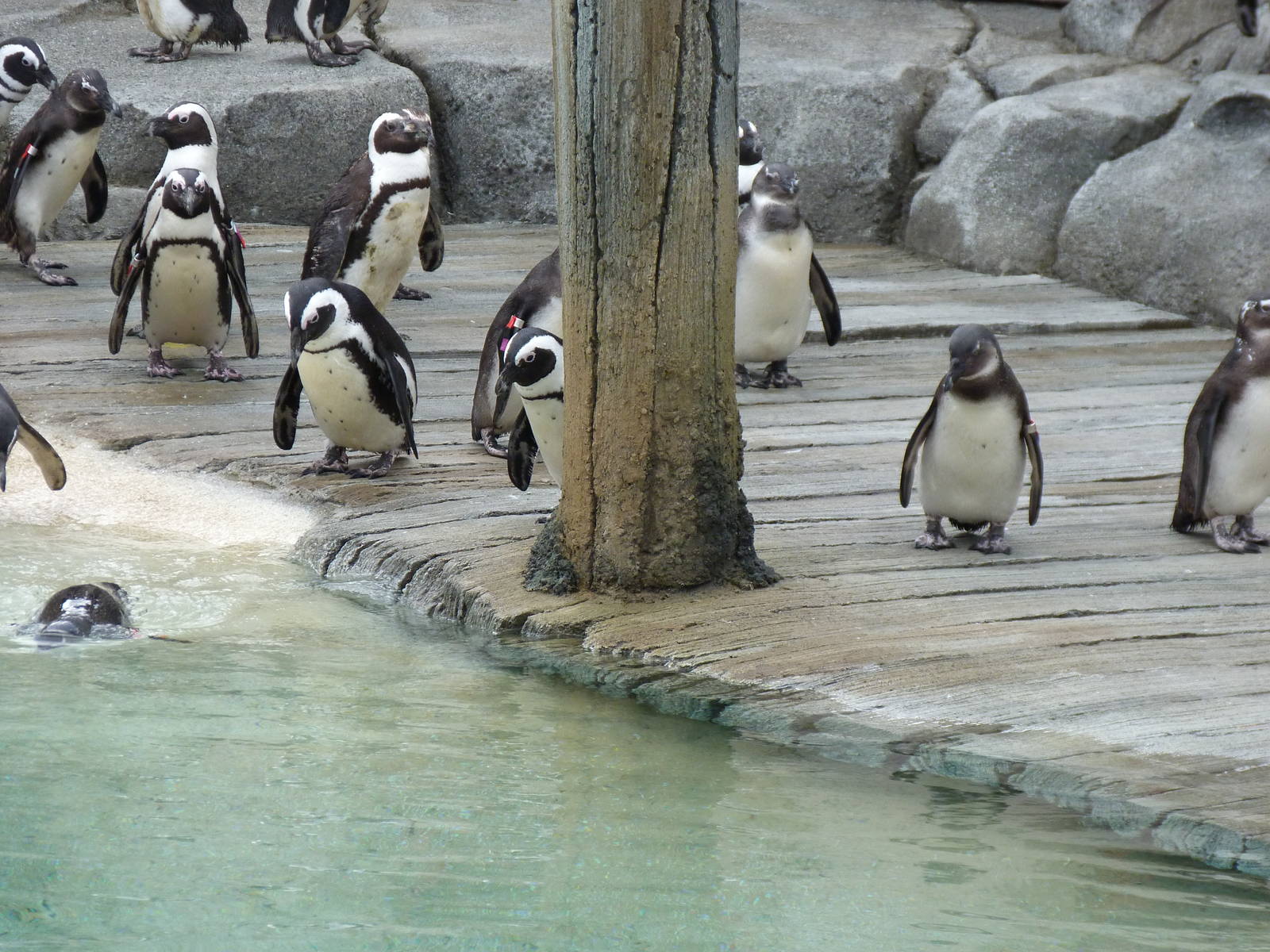 Penguin Coast - October 2014