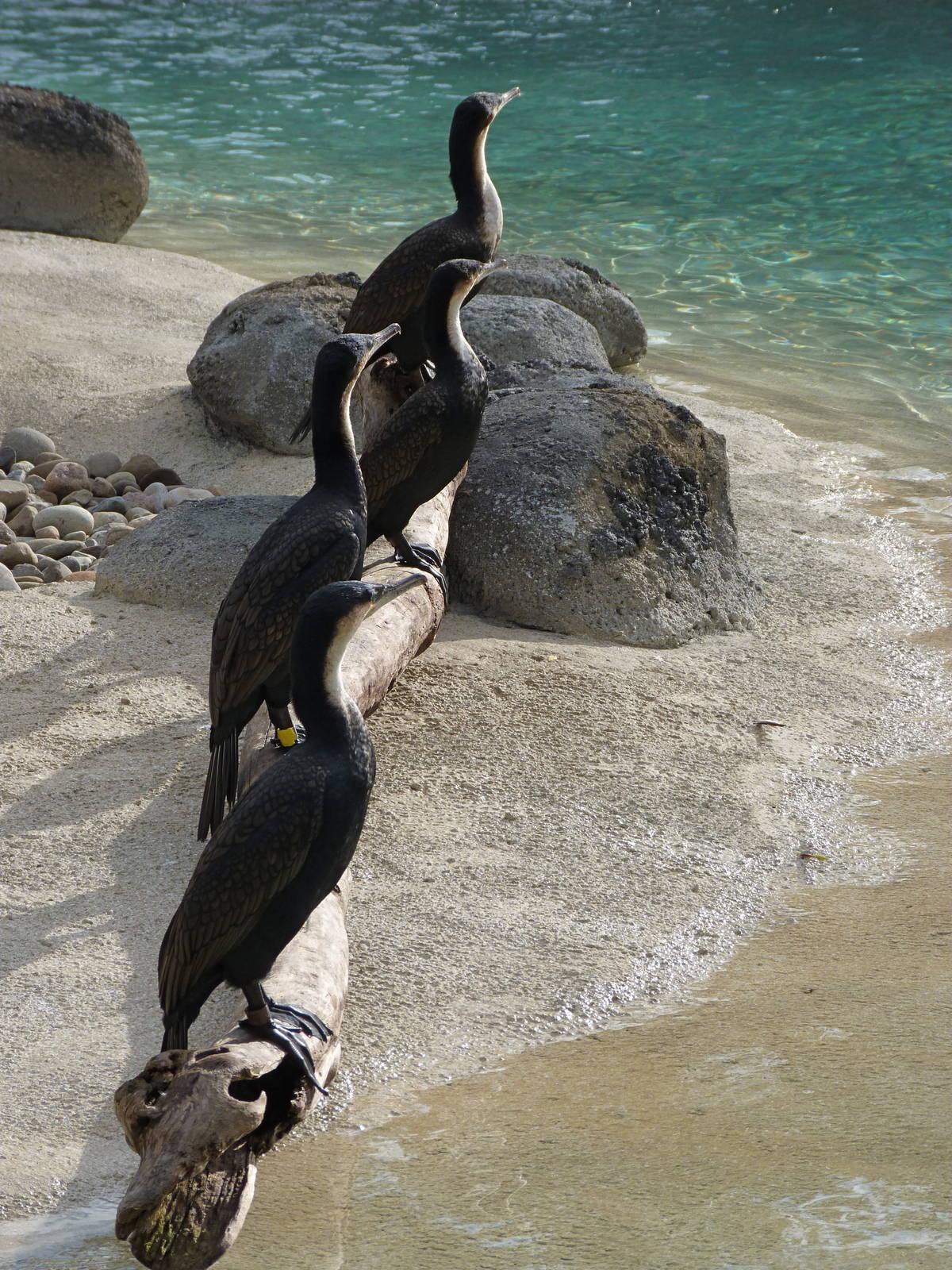 Penguin Coast - October 2014