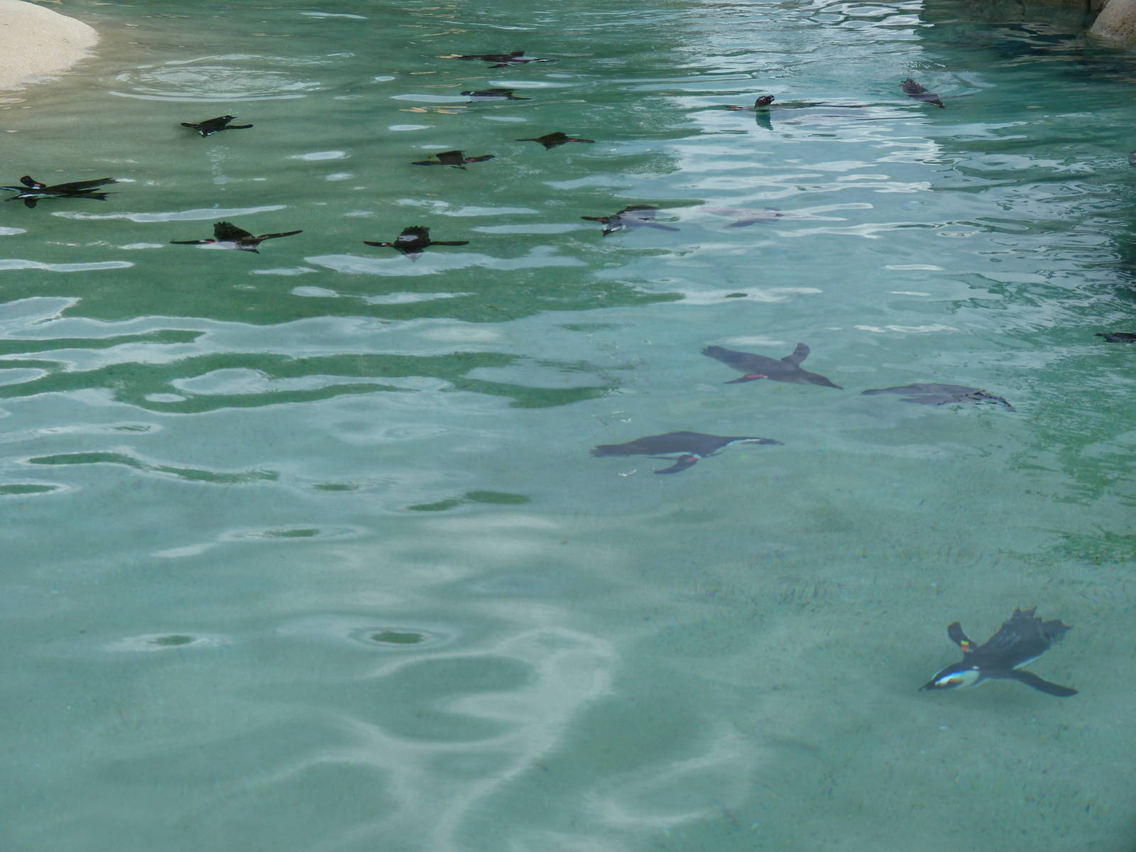 Penguin Coast - October 2014