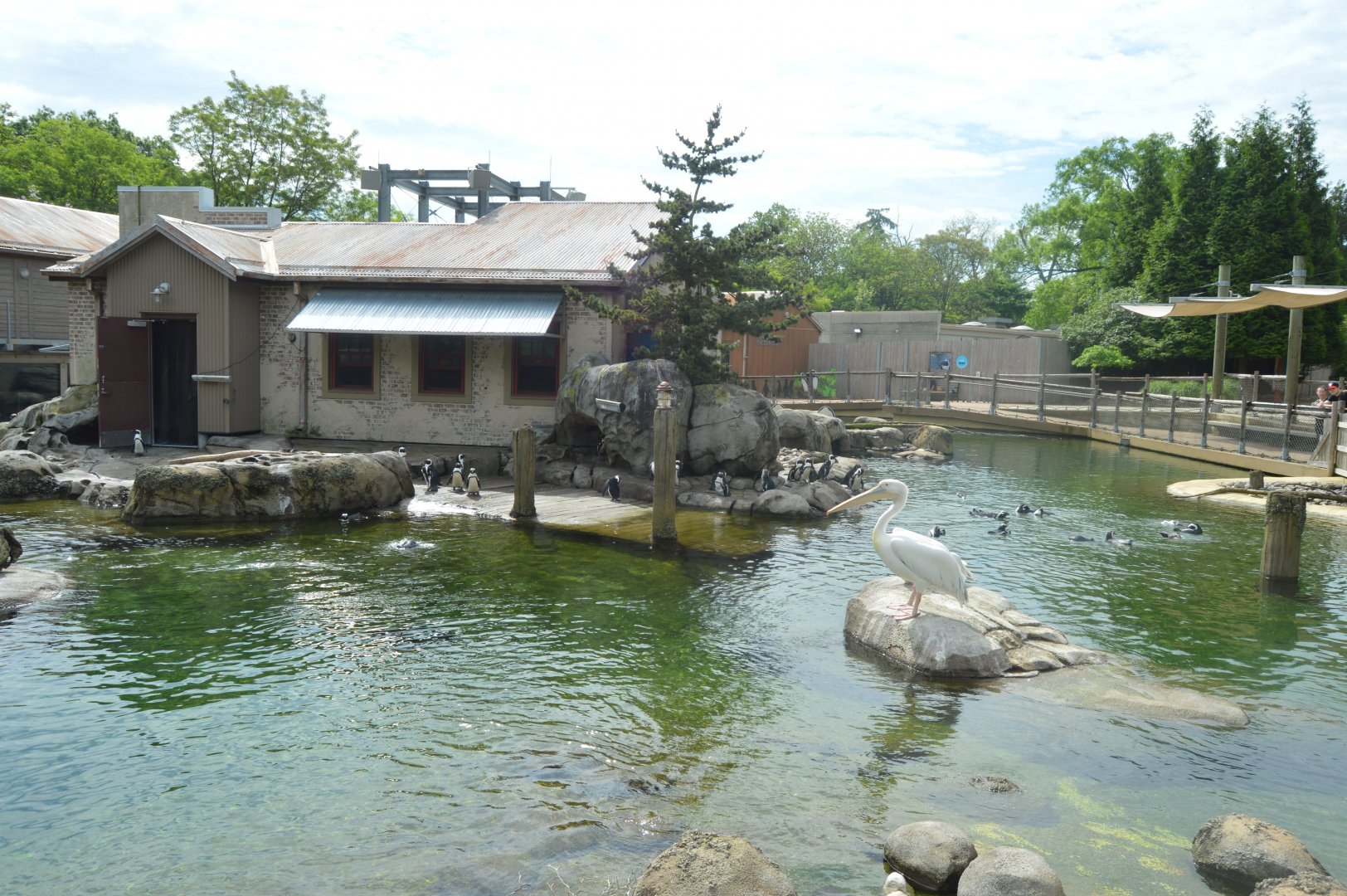 Penguin Coast - Overview