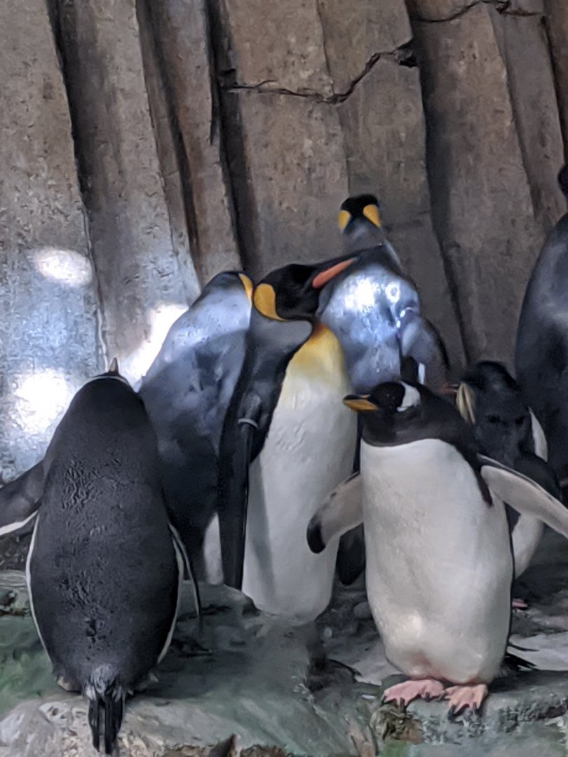 Penguin colony 1 - reopening 31-08-2020