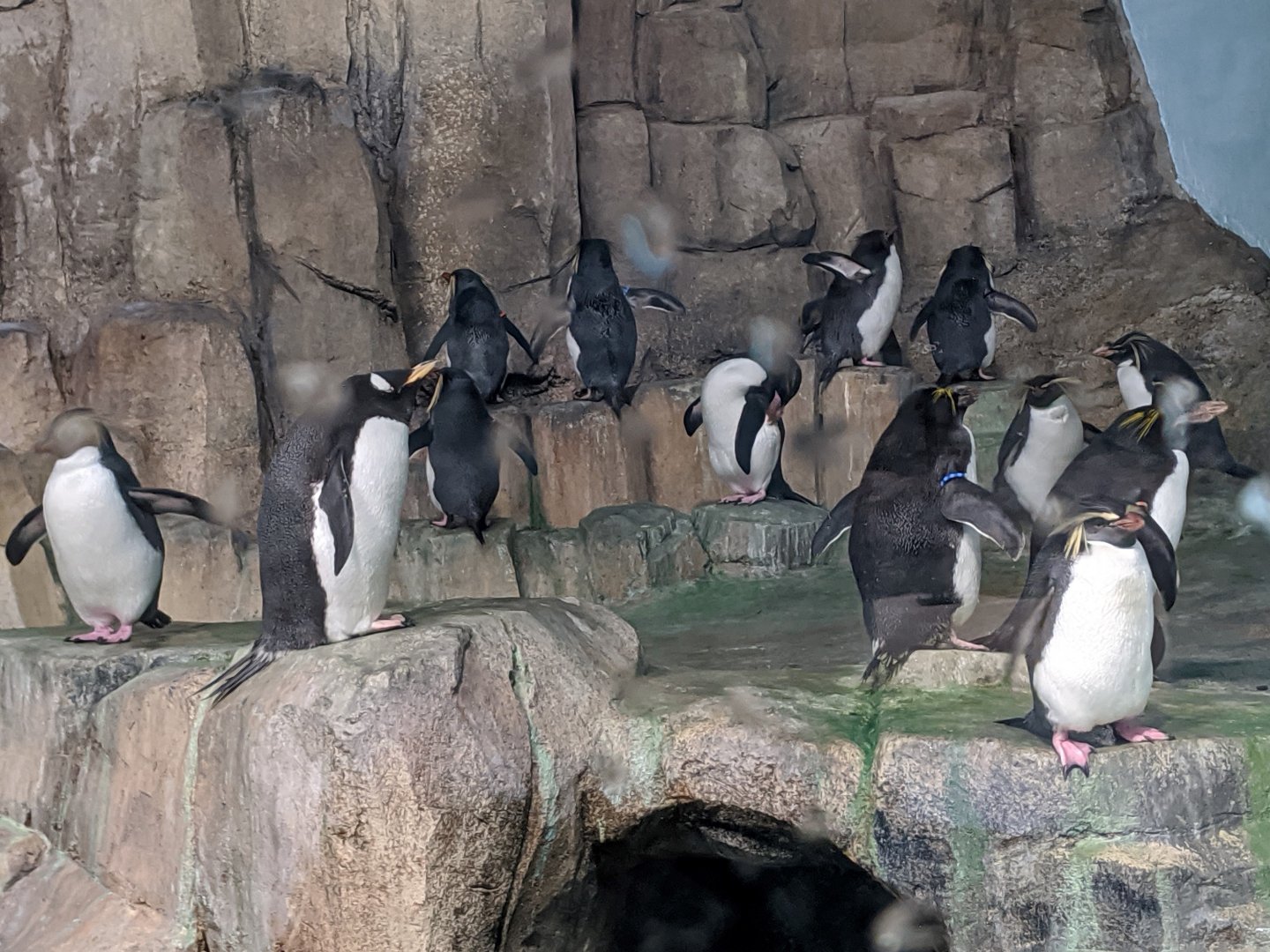 Penguin colony 2 - reopening 31-08-2020