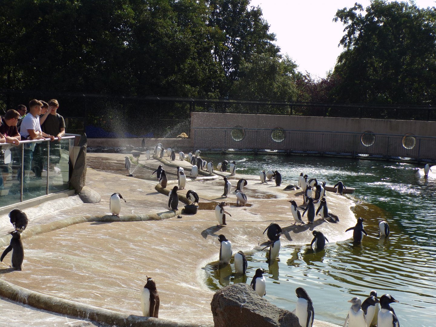 Penguin colony 9.9.23