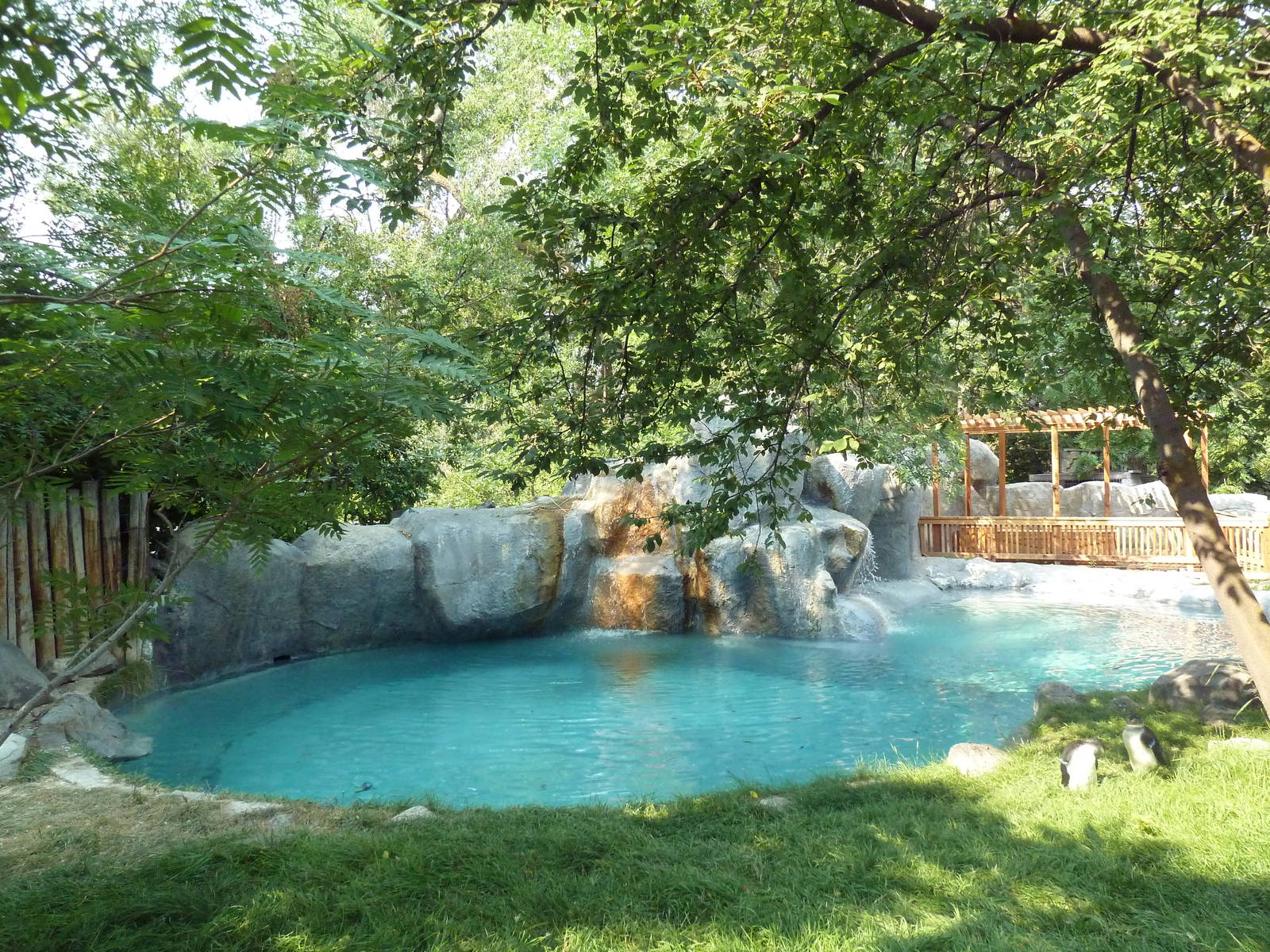 Penguin Cove - African Black-Footed Penguin Exhibit